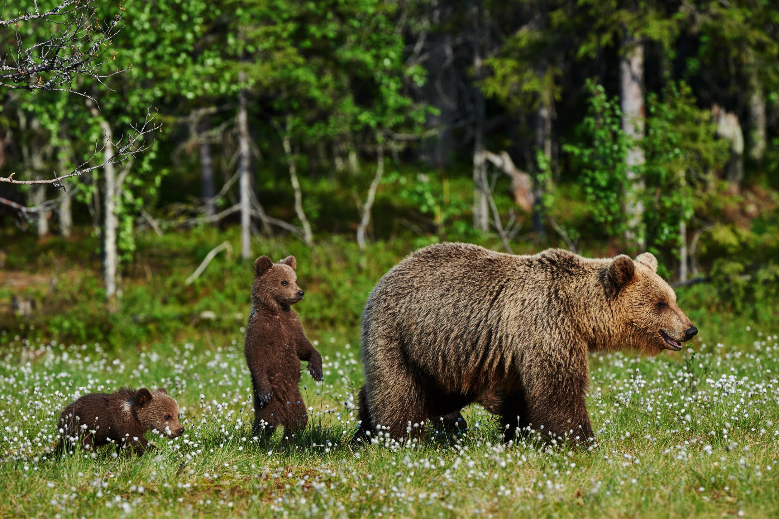 These omnivorous giants tend to be solitary creatures (iStock)