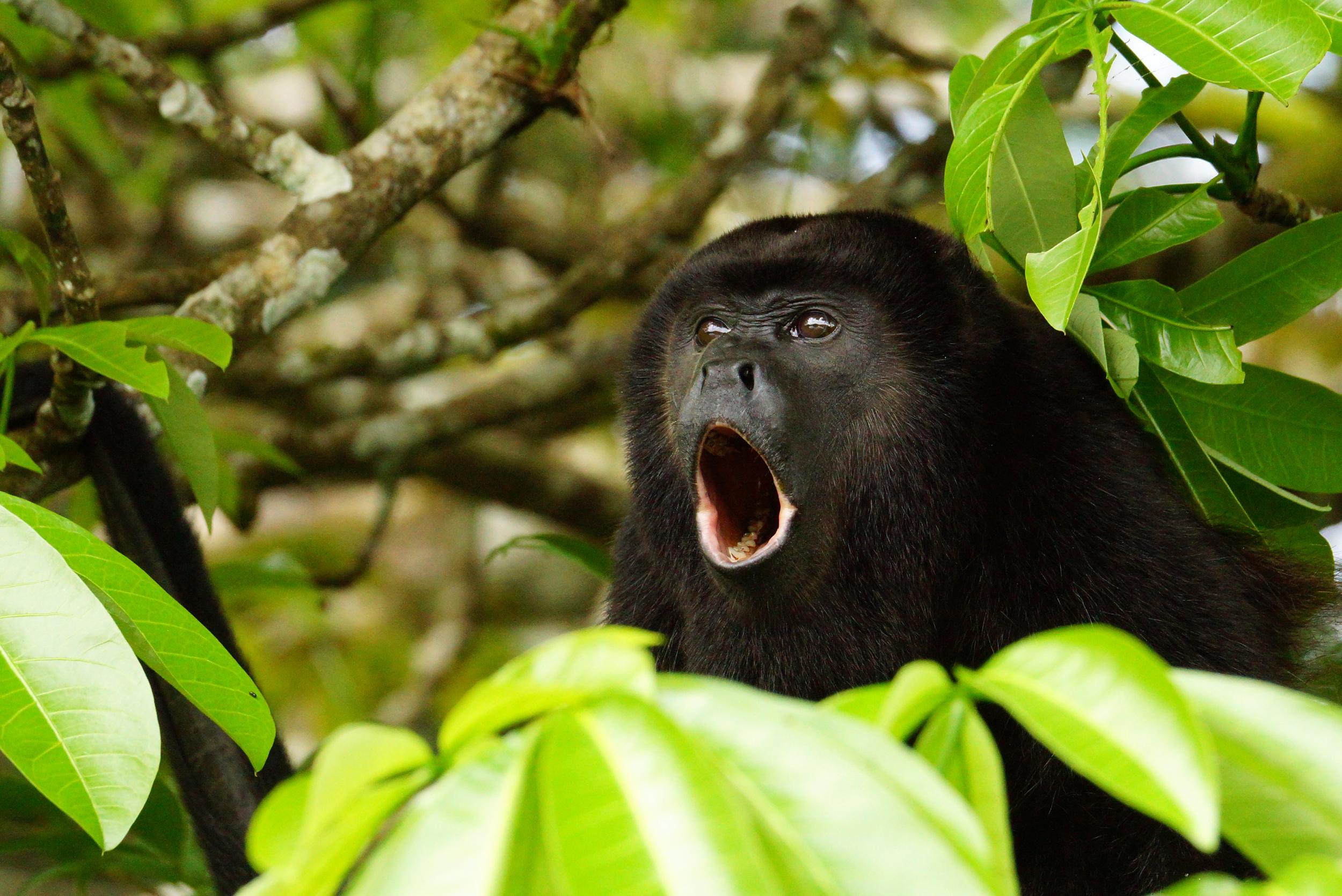 A golden-mantled howler monkey (iStock)