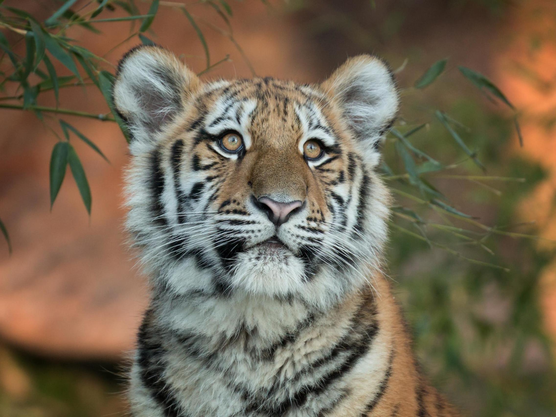 Only 3,890 tigers remain in the wild (iStock)