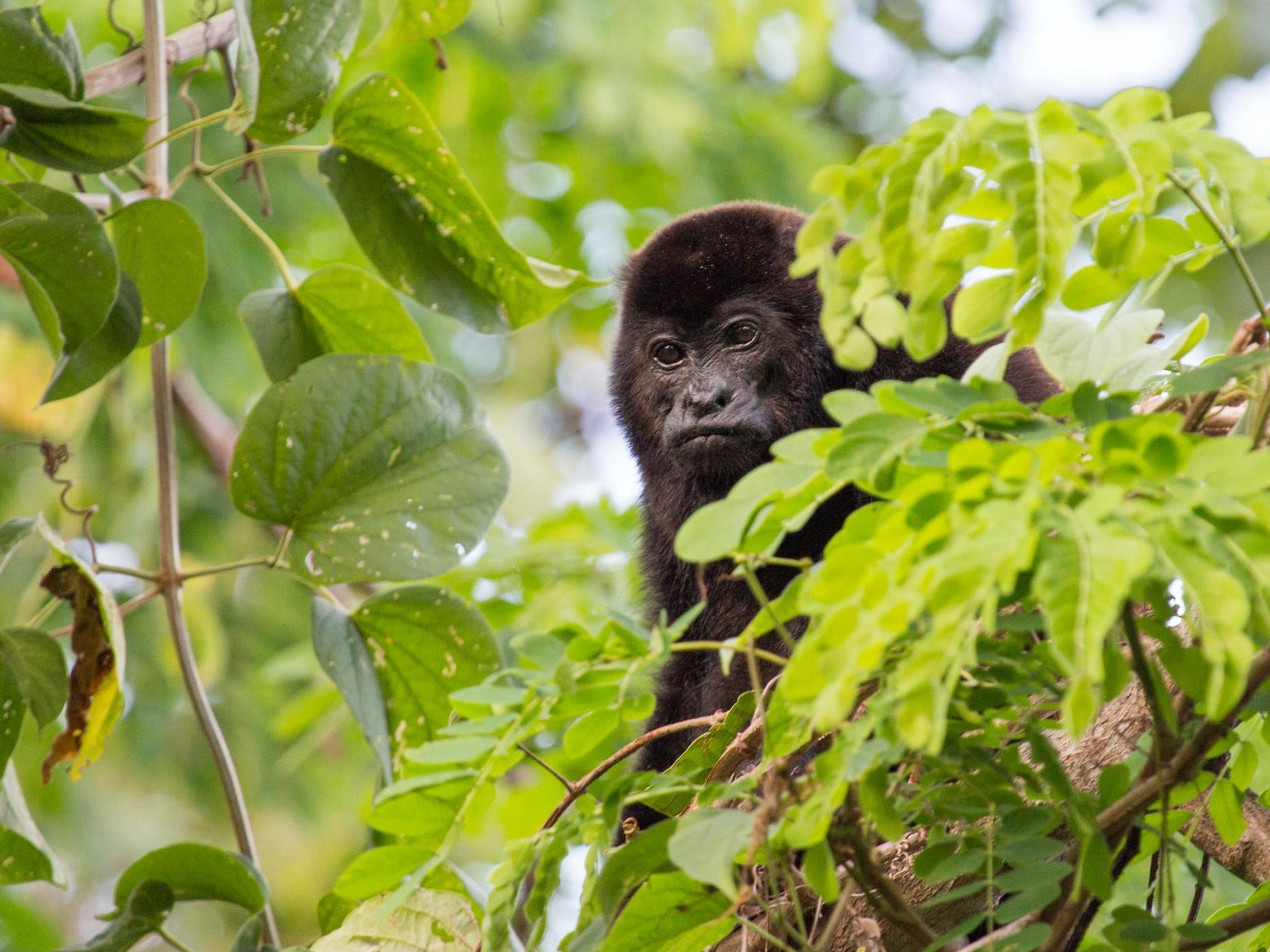 Twenty cases of monkeypox have been reported in the UK this month