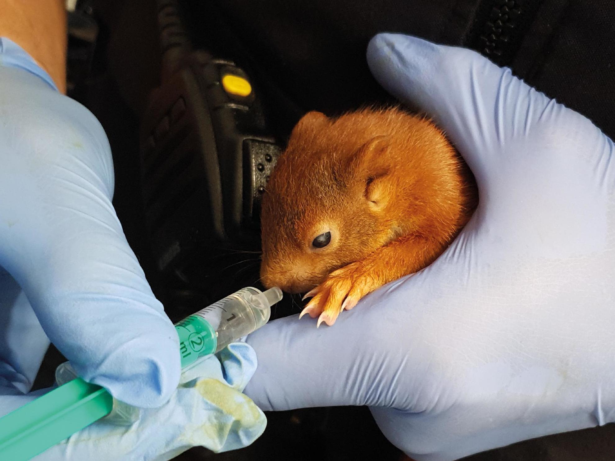 Karl-Friedrich the squirrel was rescued by police in the German city of Karlsruhe