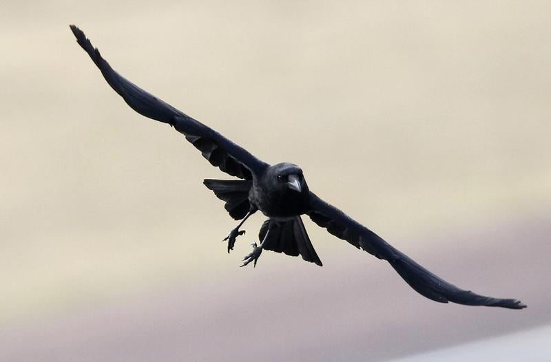 The birds, known for their intelligence, will receive a treat each time they pick up and properly dispose of small items such as cigarette butts