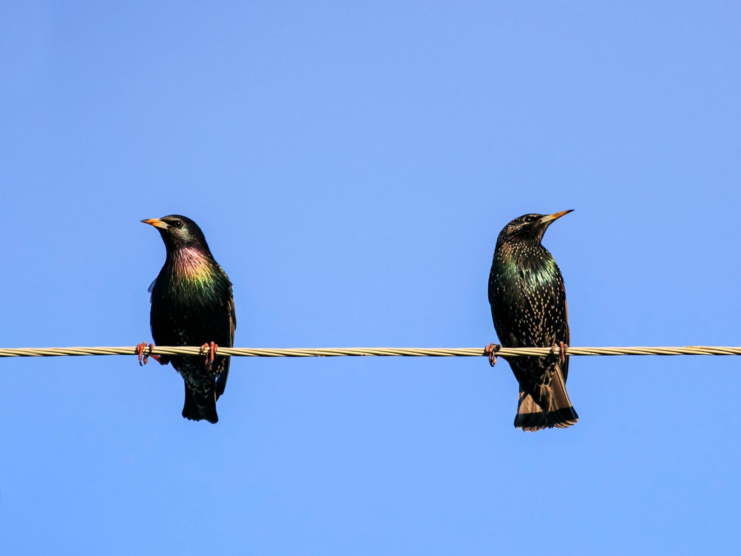 Livers of younger birds cannot handle the toxins as well as their older peers