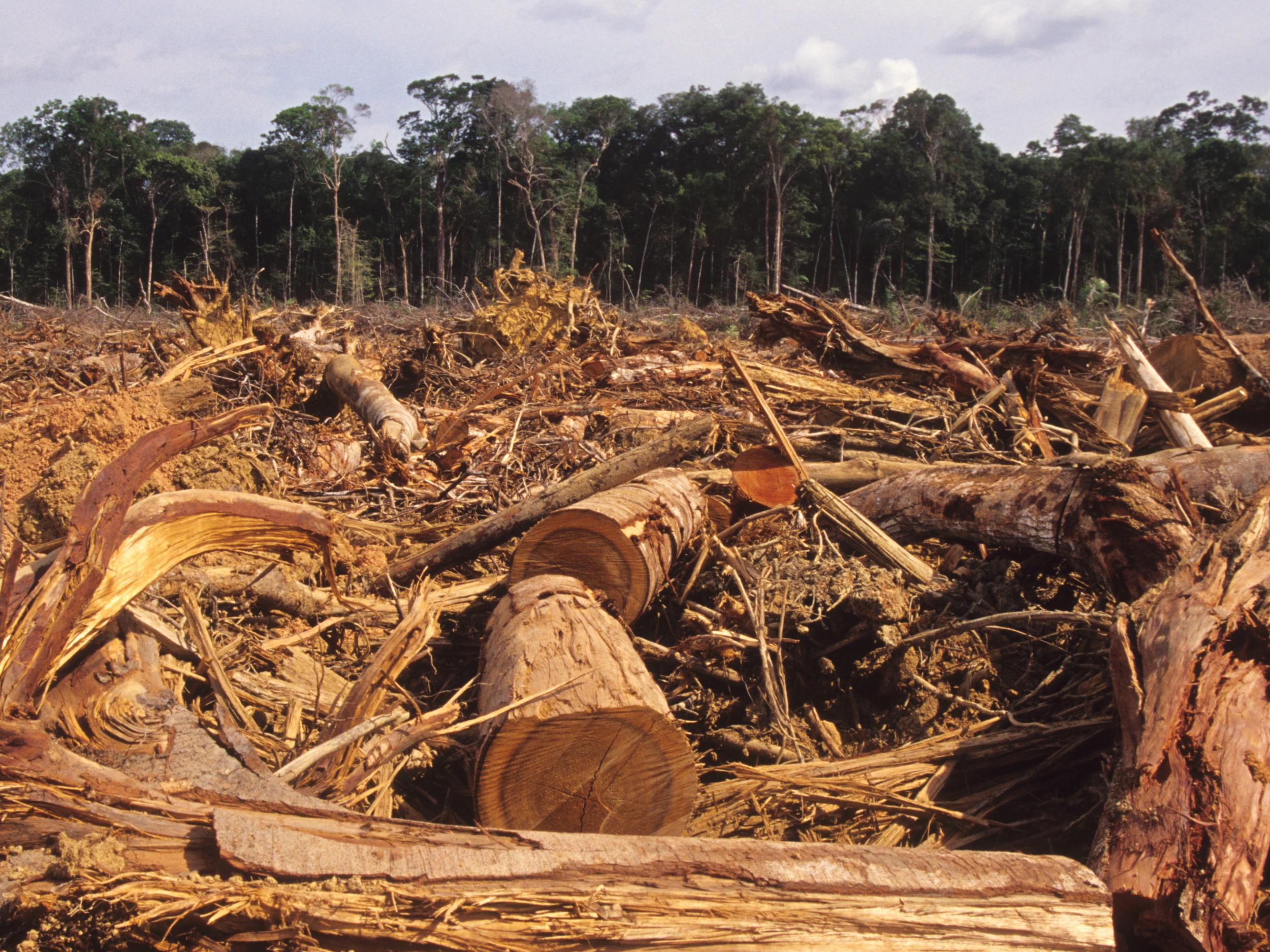 Any genuine plan to combat climate change must tackle the state of the land, scientists say