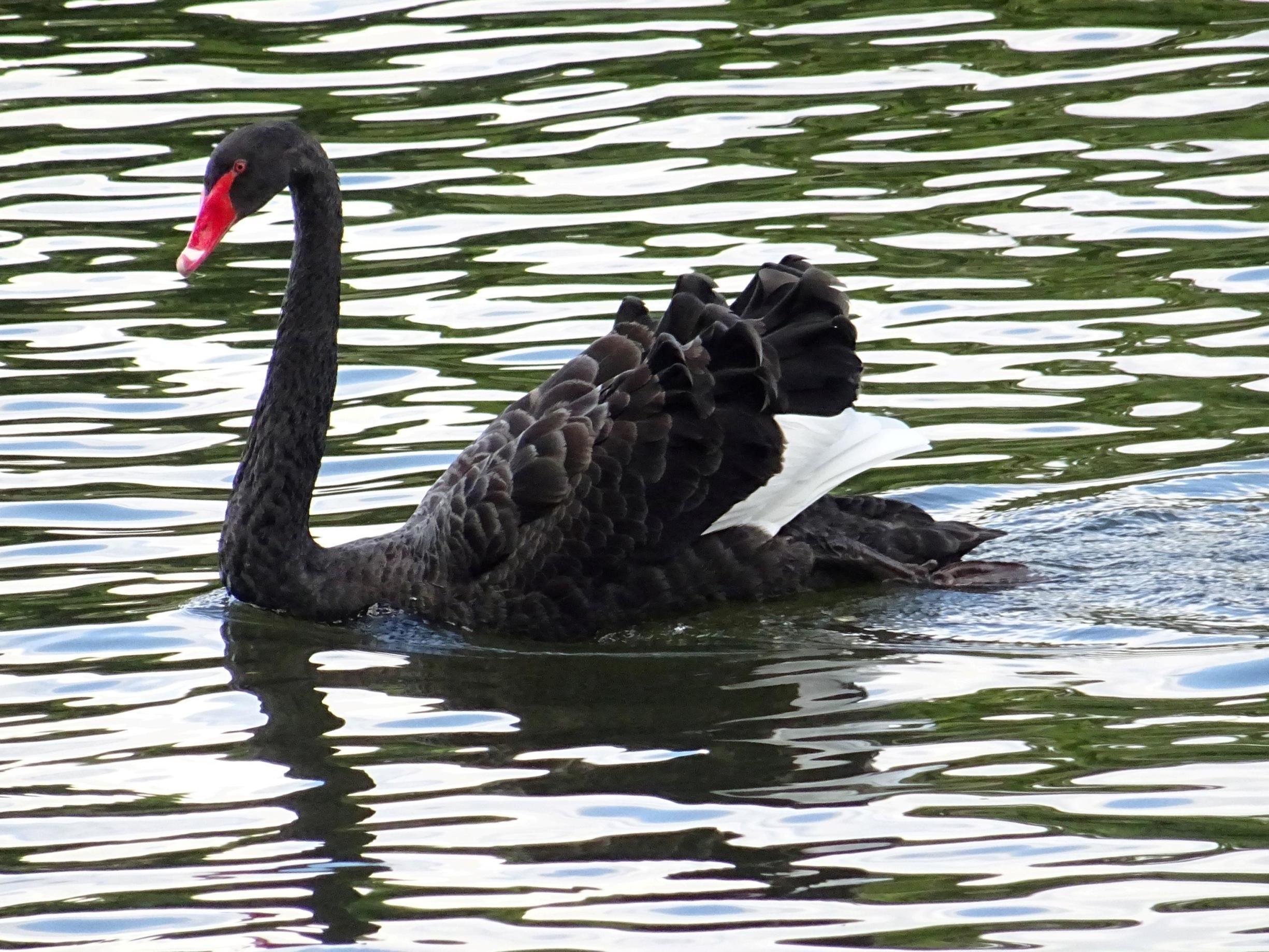 The black swan is native to Australia, but small populations live wild in UK