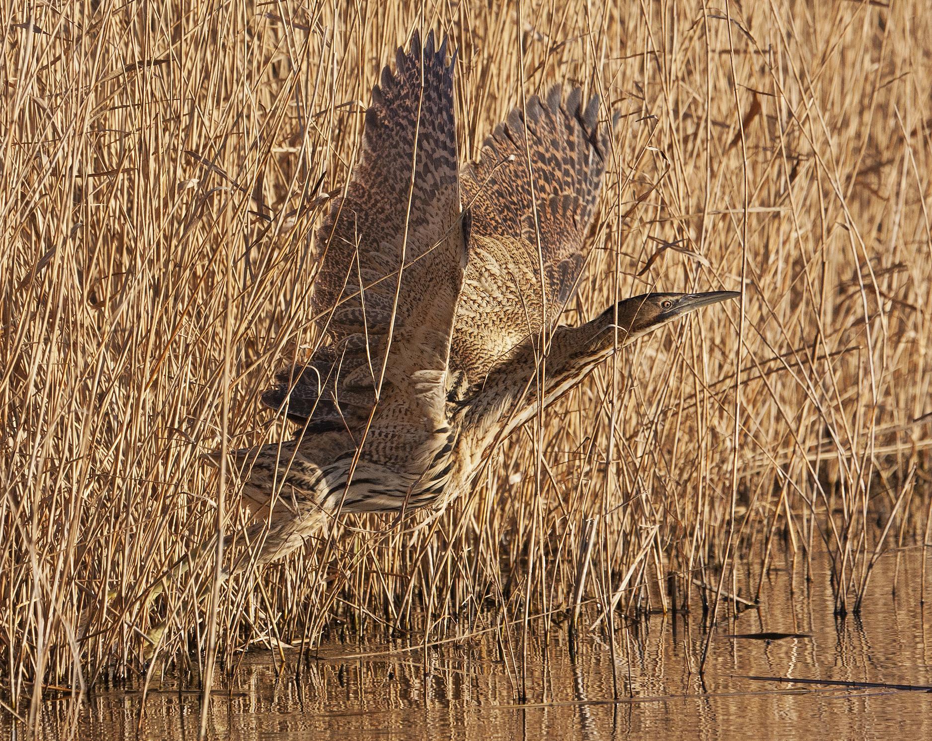 Bittern (Gary Gray)