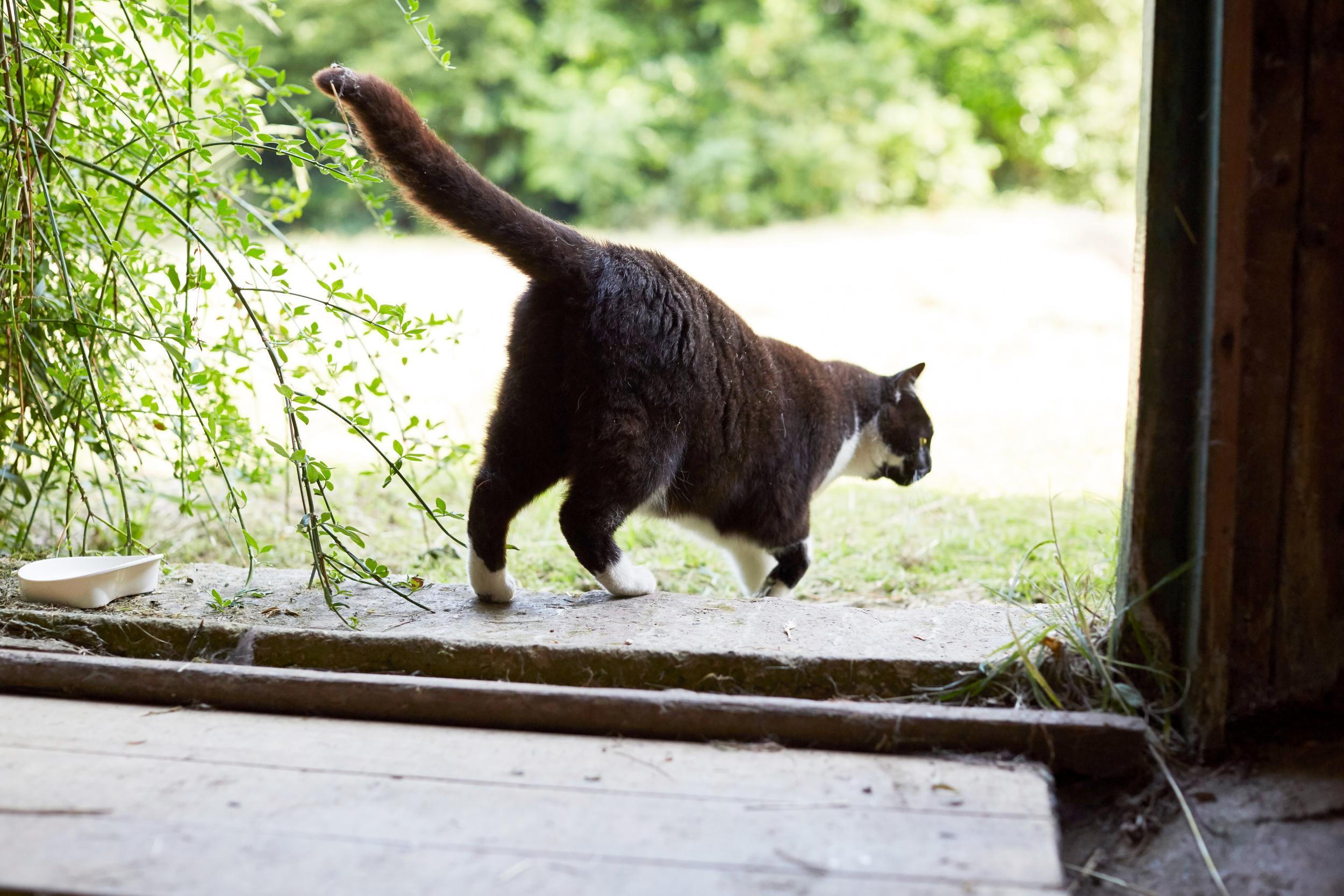 Belle has plenty of space to roam around her new home