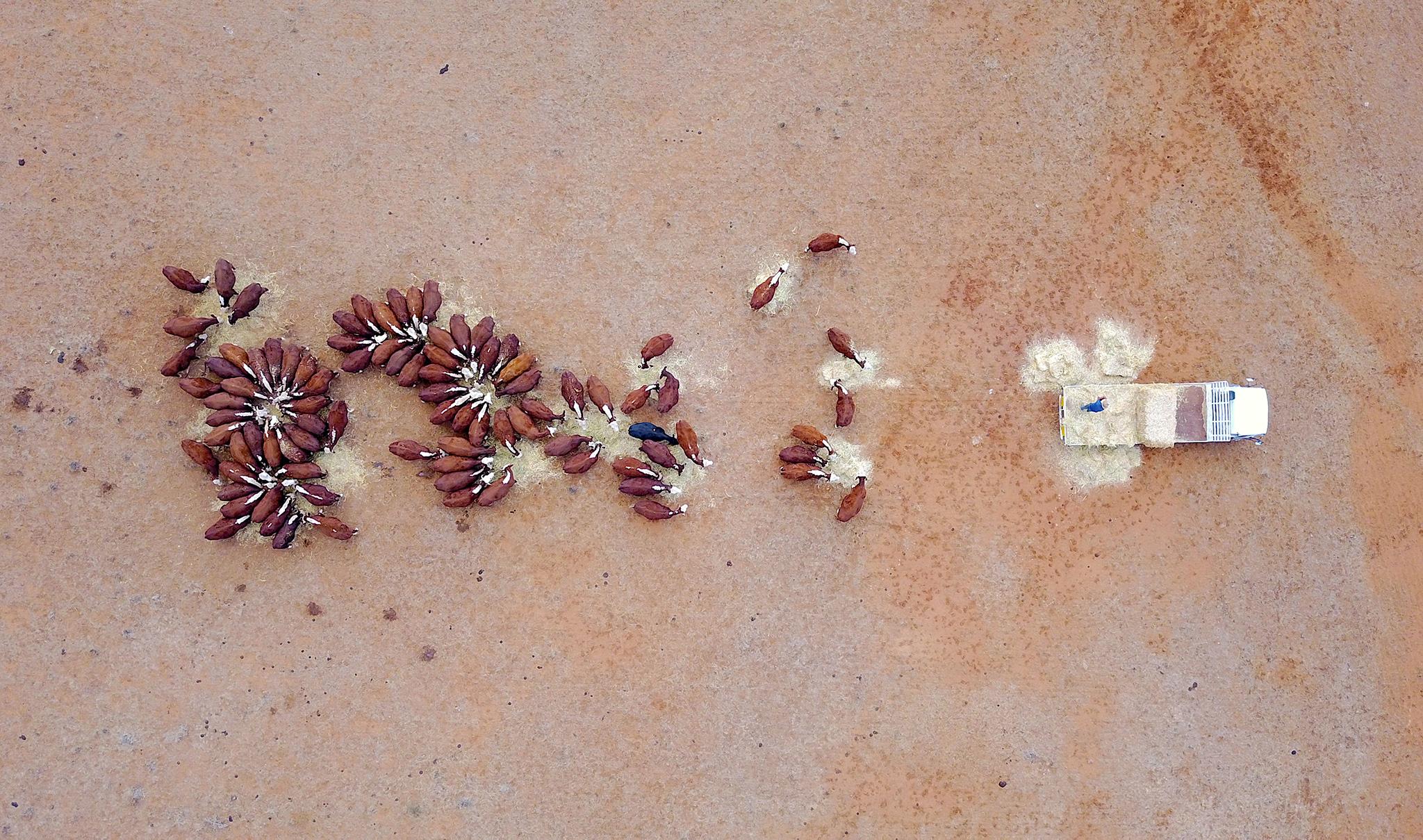 A farmer throws out hay to his cattle in a drought-affected area of New South Wales