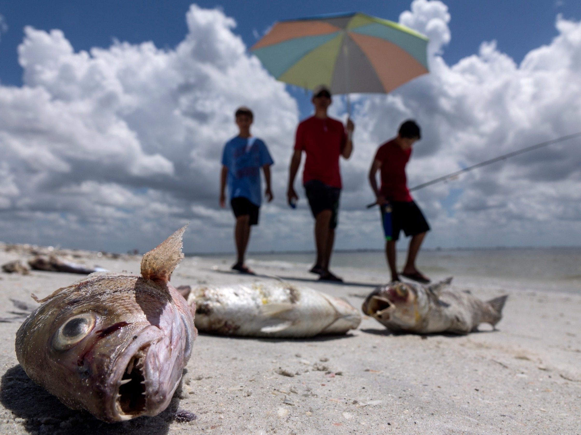 The algal blooms leave sea life dead, and contribute to respiratory illnesses for humans