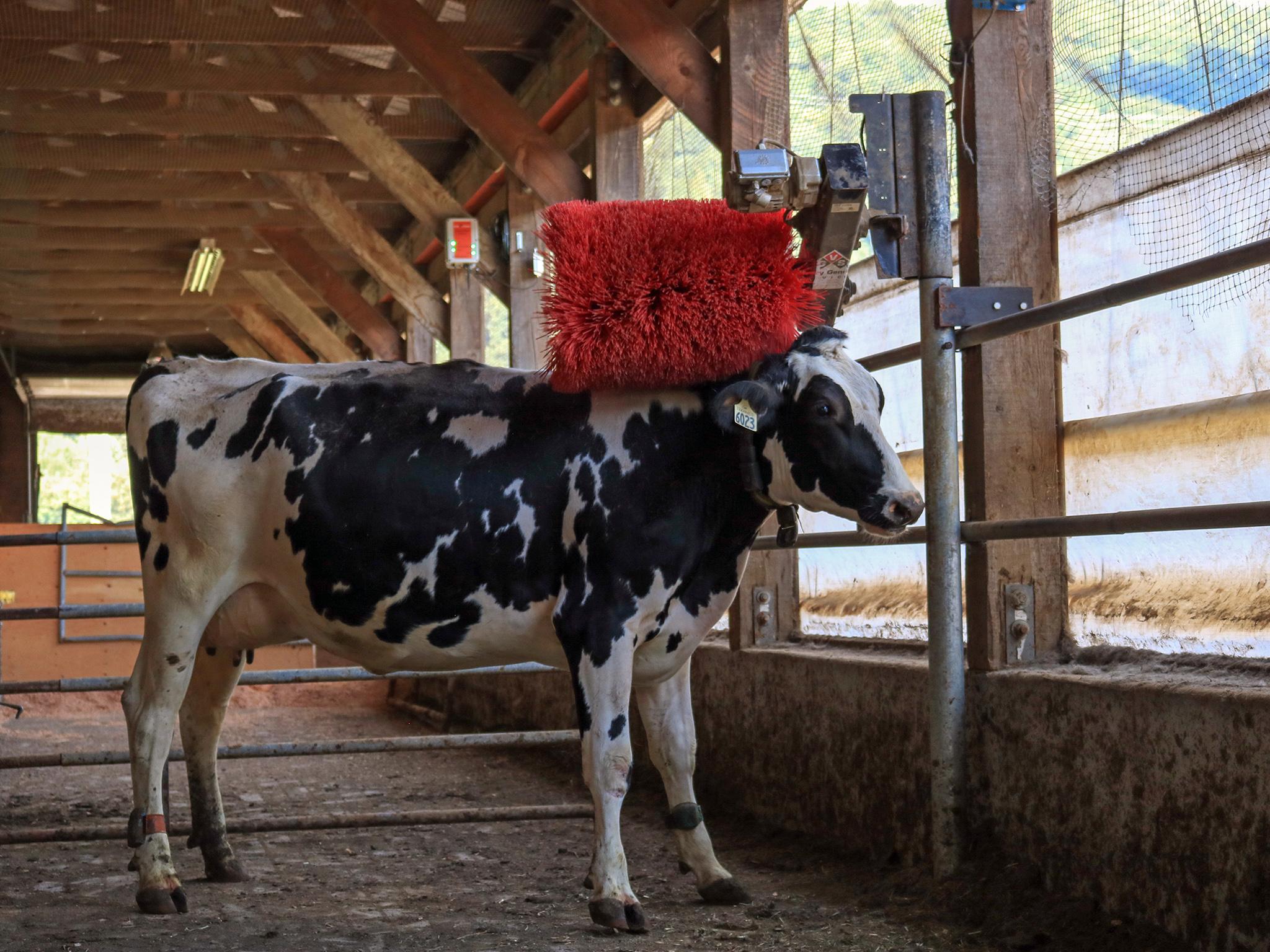 &#13;
Benjamin Lecorps/UBC Animal Welfare Program, a dairy cow uses a mechanical brush. Bovine brushes help the animal's well-being and can ward of potential health problems. &#13;