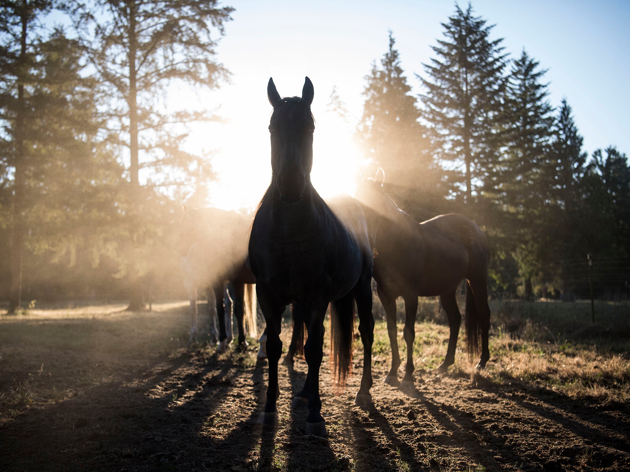 Justice's former owner, Gwendolyn Vercher, surrendered the horse to a rescue organisation in March 2017 at the urging of a neighbour