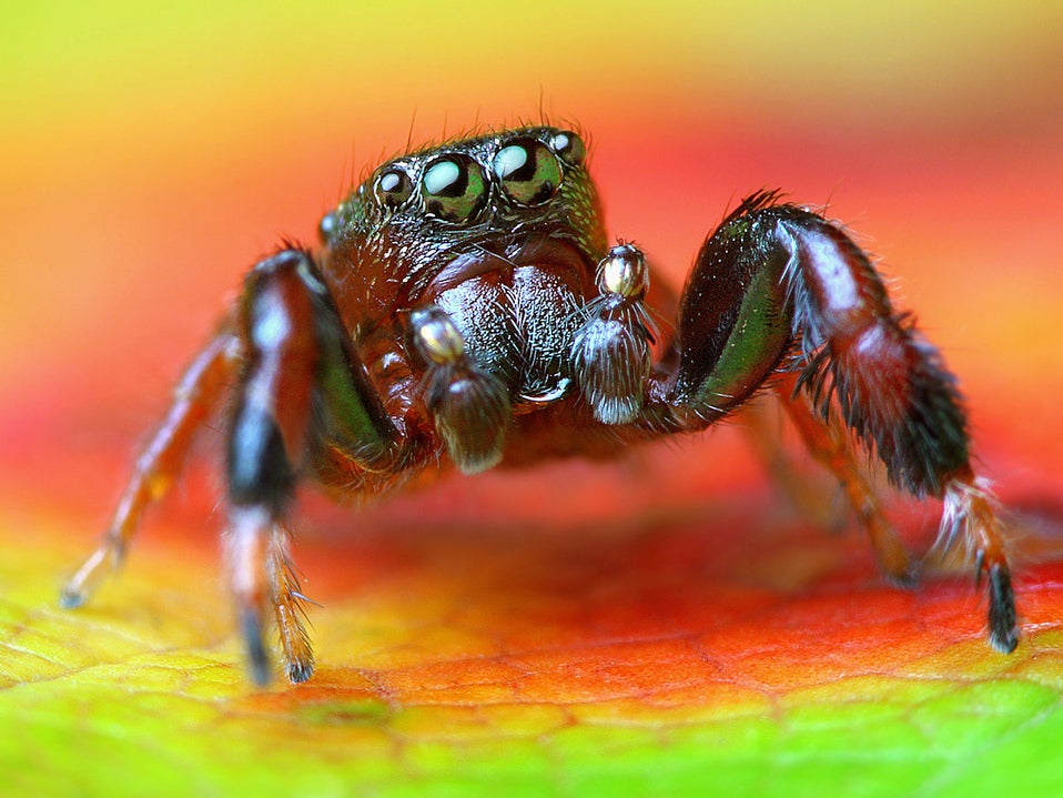 Bog-dwelling jumping spider Sibianor larae was first recognised in 2001. It has now been discovered living in a bog in England