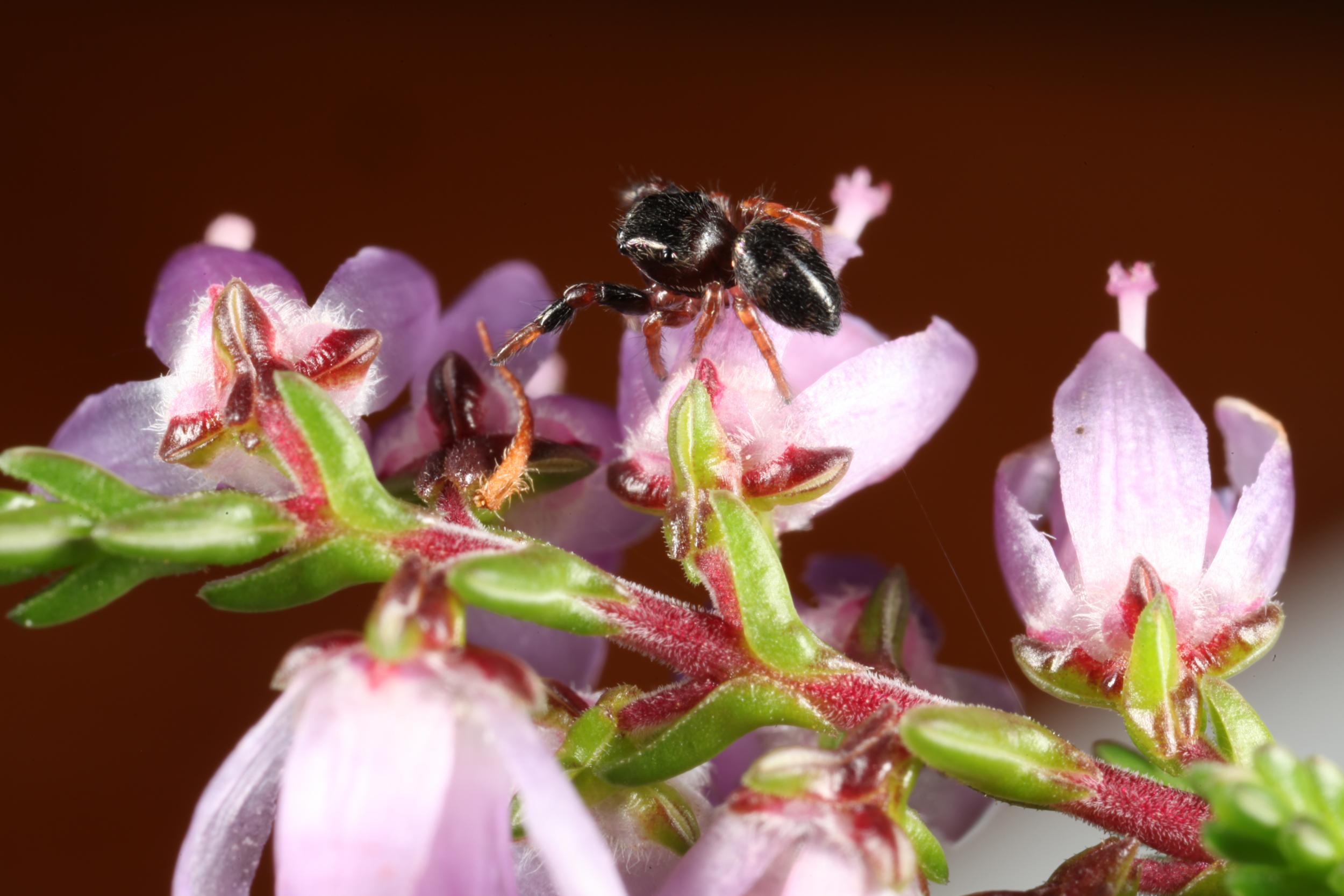 The jumping spider photographed in Cheshire