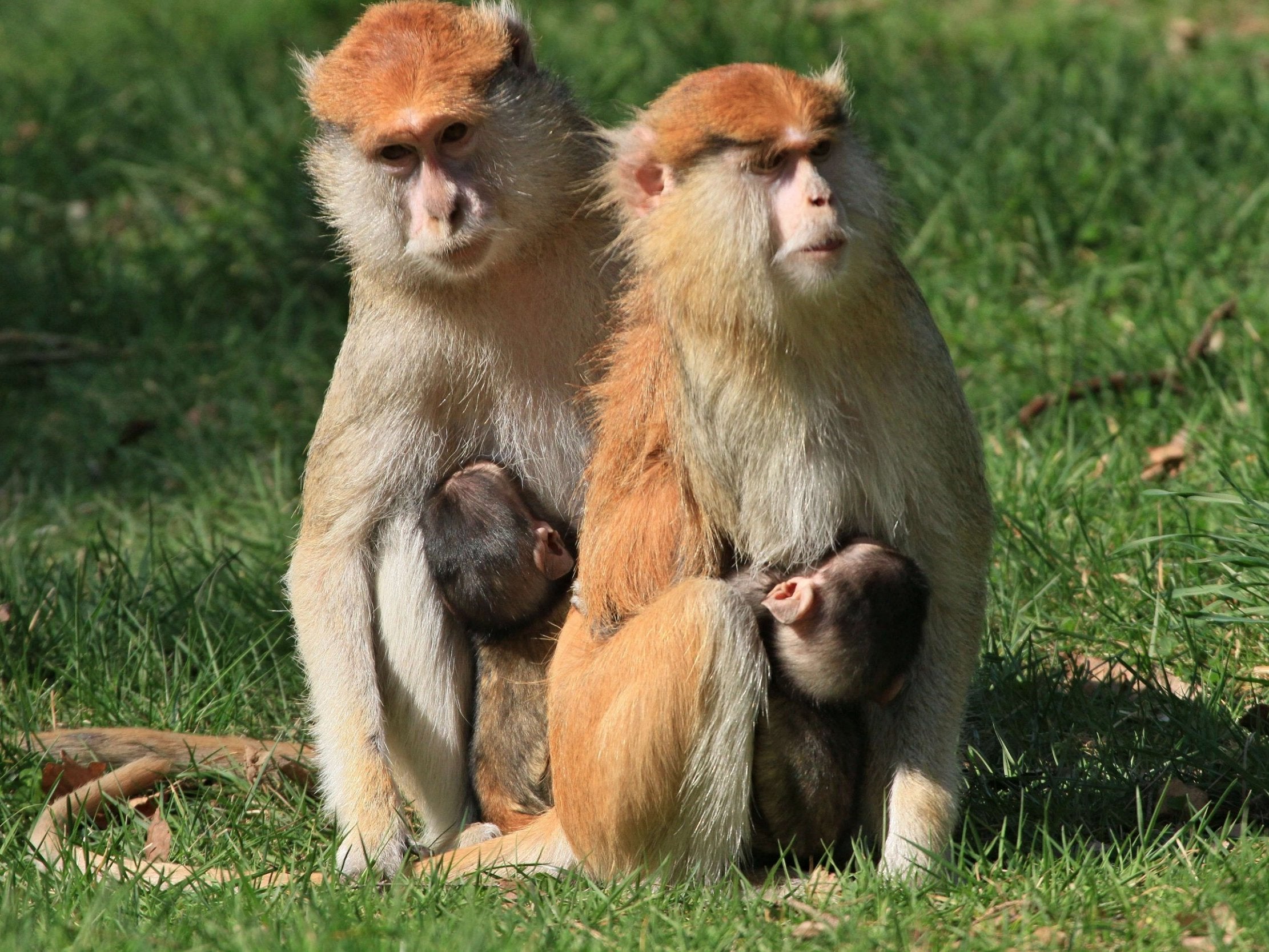 Was the patas monkey the inspiration for the Lorax?