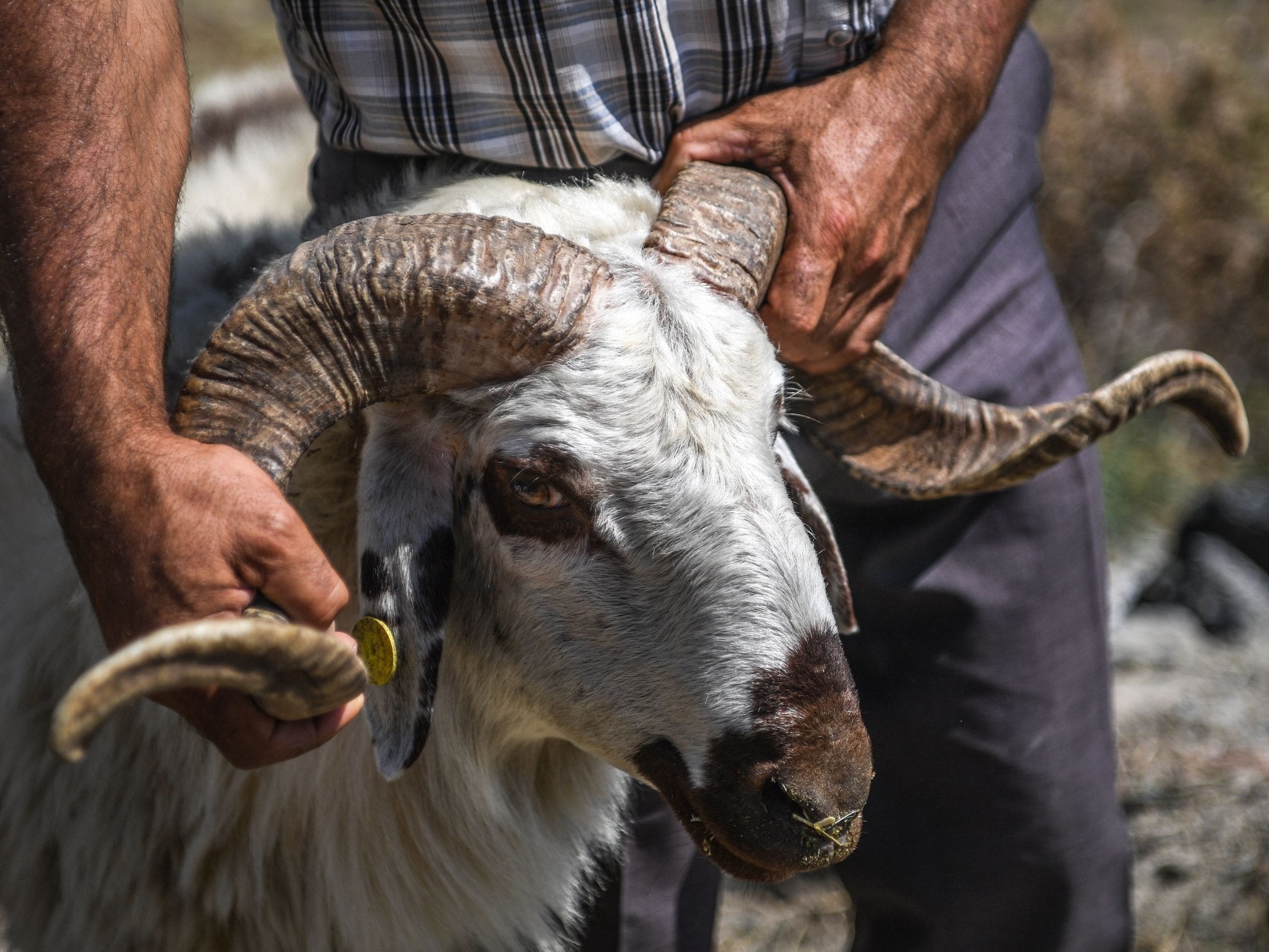 A man holds a ram at a market in Istanbul, Turkey, ahead of the annual Muslim holiday of Eid al-Adha or 'Festival of Sacrifice'