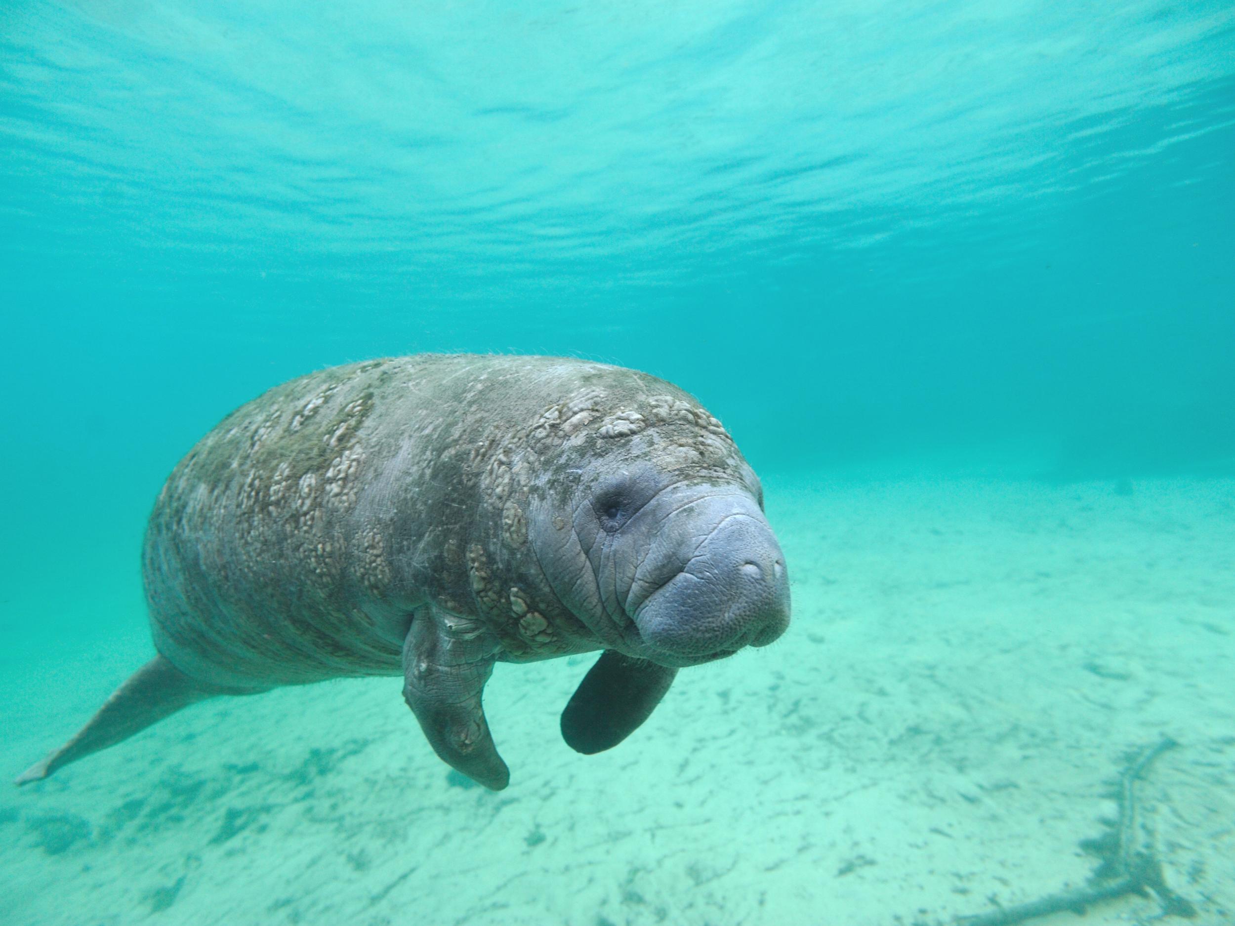 Manatees are also threatened by human encroachment on their habitat