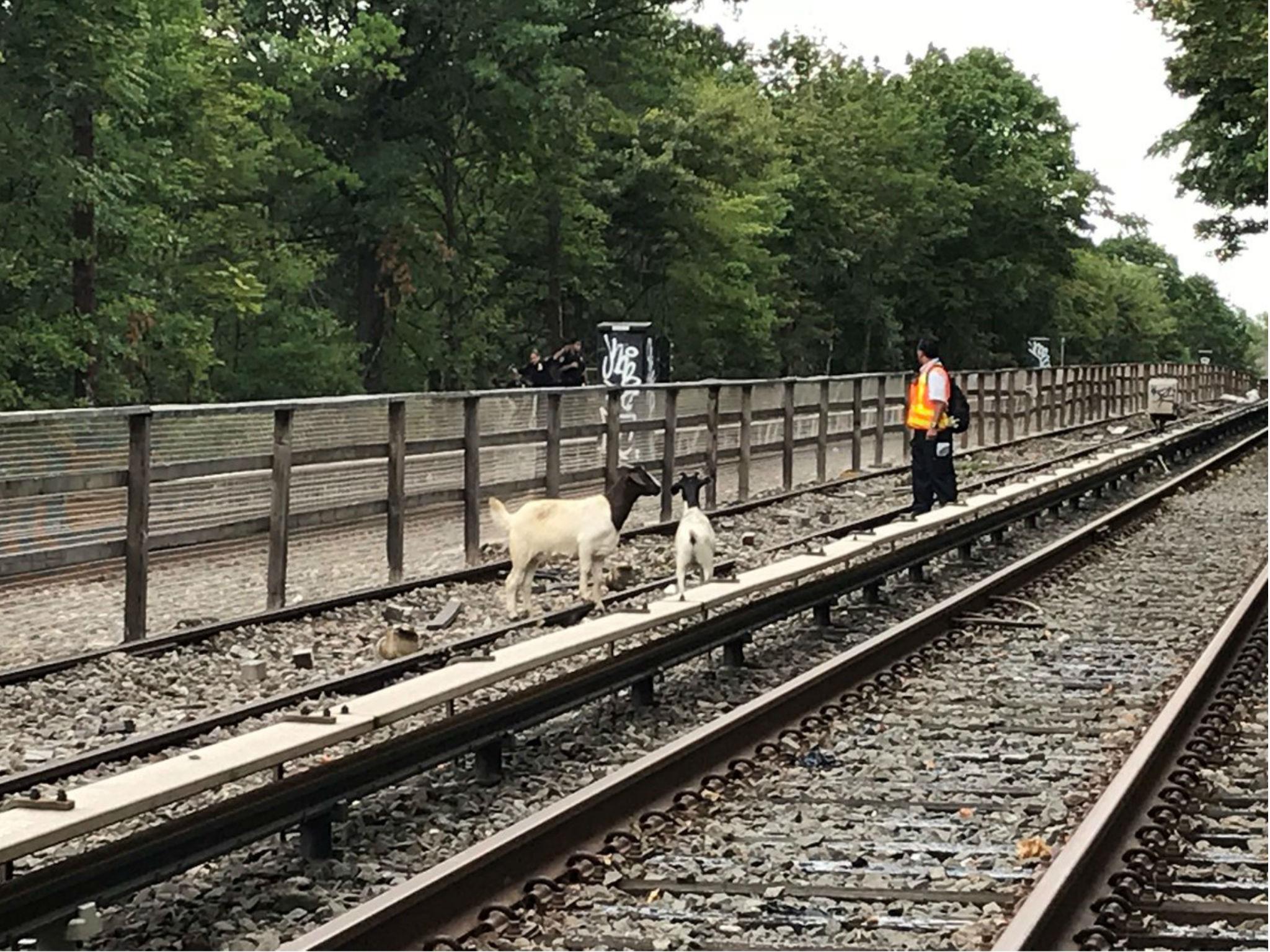 The goats were seen Monday afternoon and later taken to an animal sanctuary in upstate New York