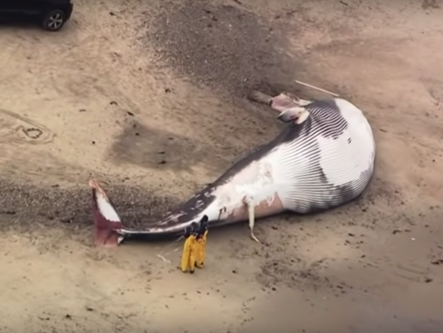 A giant, dead whale has washed up on a beach in Massachusetts