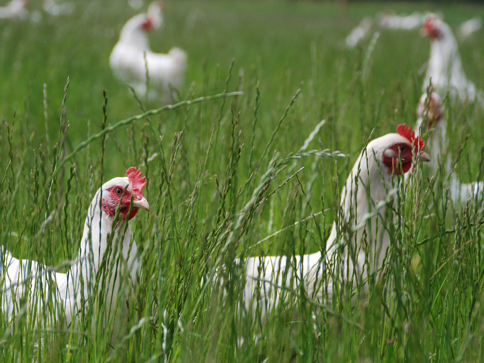 There are three important questions to ask when buying a chicken: What kind is it? How old was it when it was killed? And how many birds per house are there where it was reared?