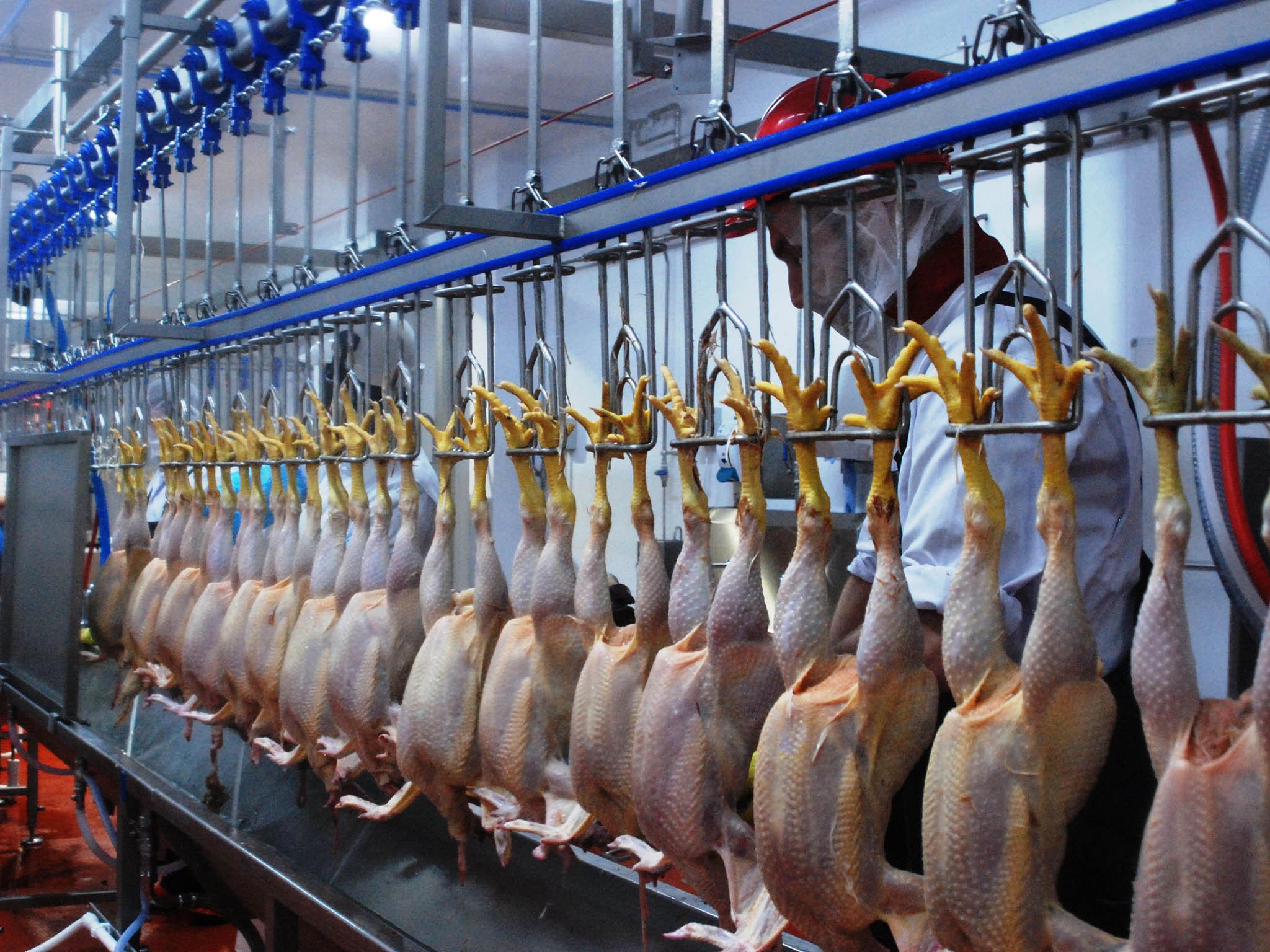 Hubbard chickens on the production line at Daylesford