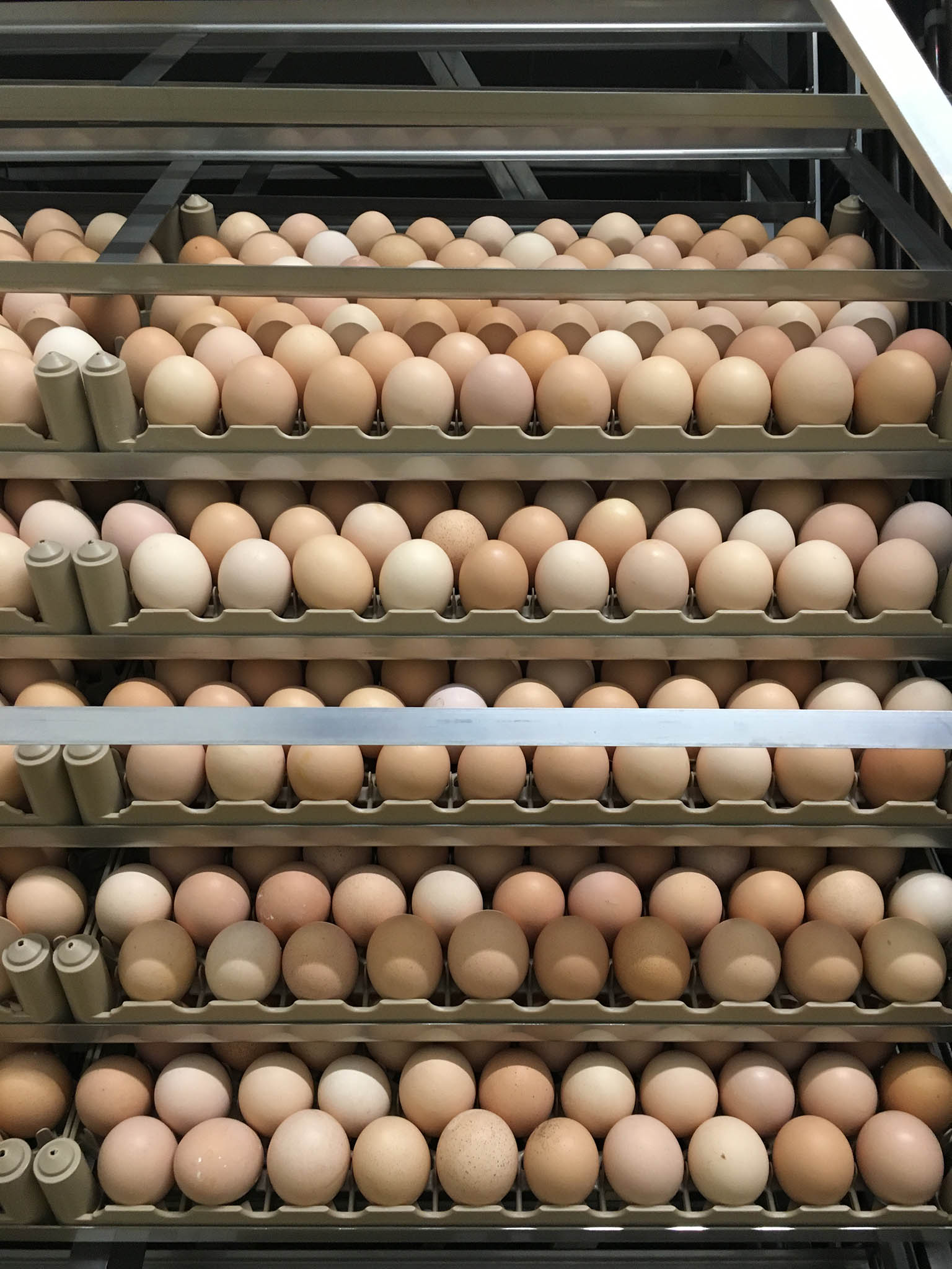 Eggs at Daylesford are produced by the farm’s parent flock