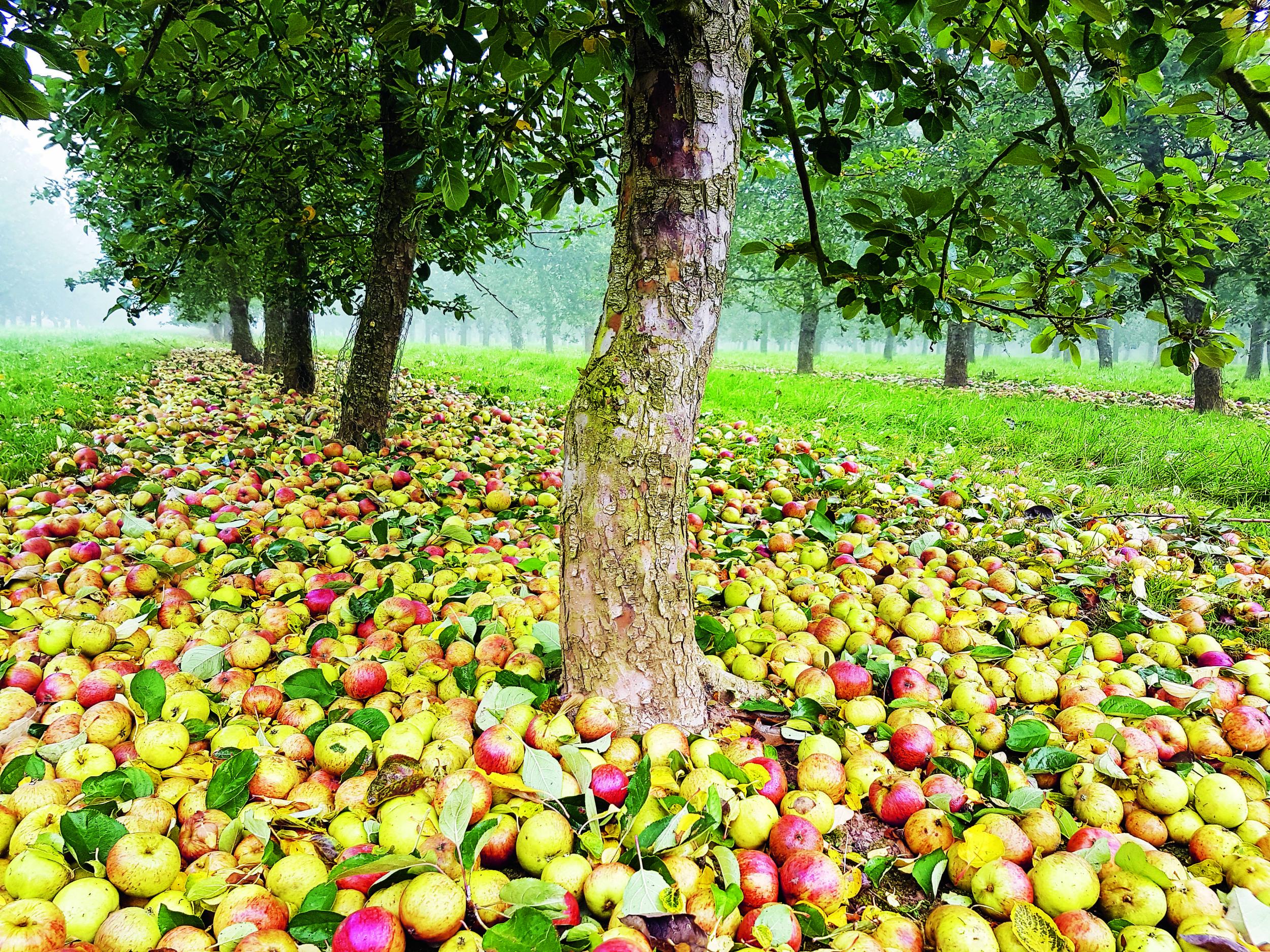 If fruit from the same trees is processed using the same production methods in two successive years, can the resulting ciders be different from each other?