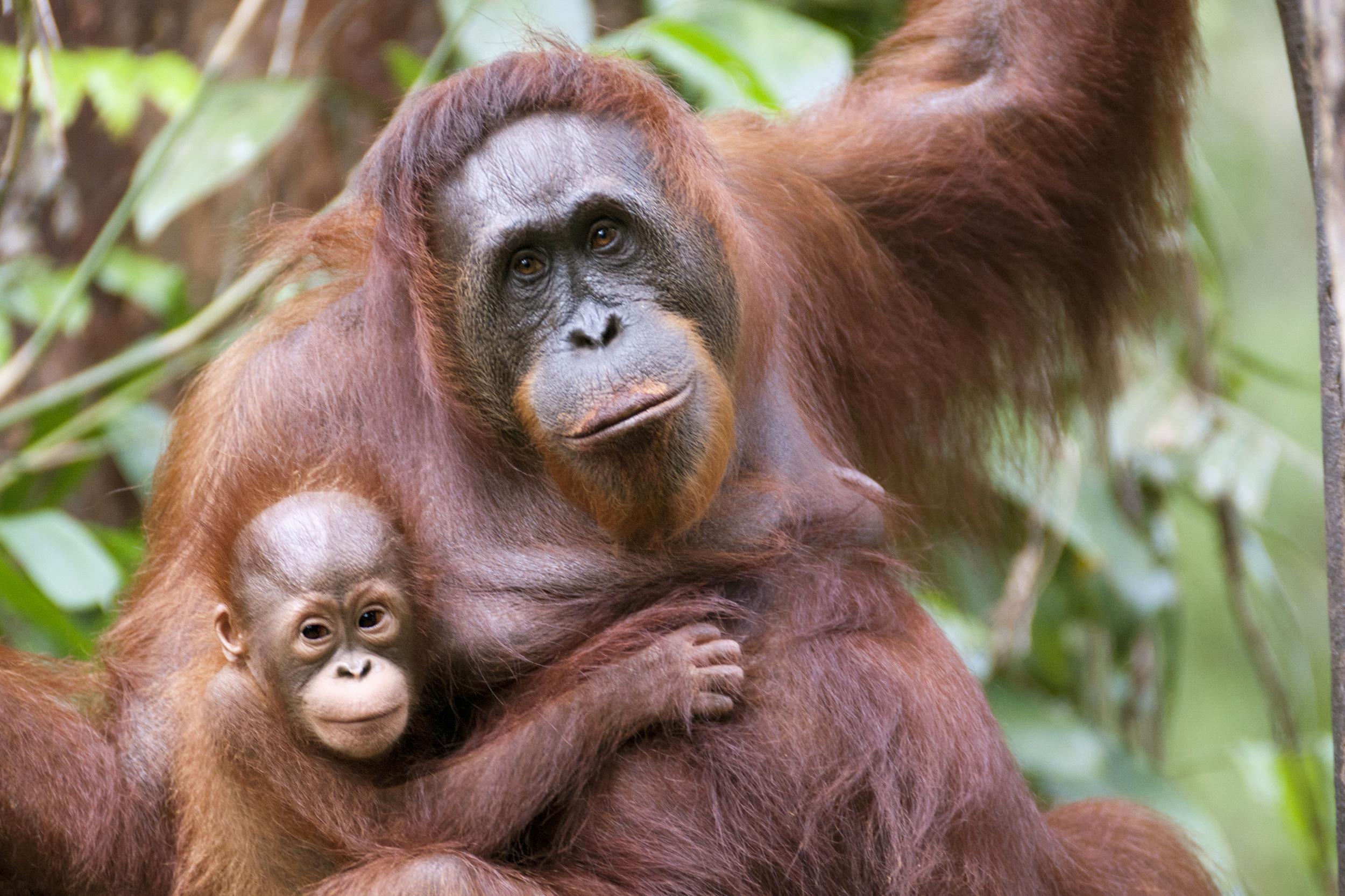 Palm oil leads to deforestation (Stock)