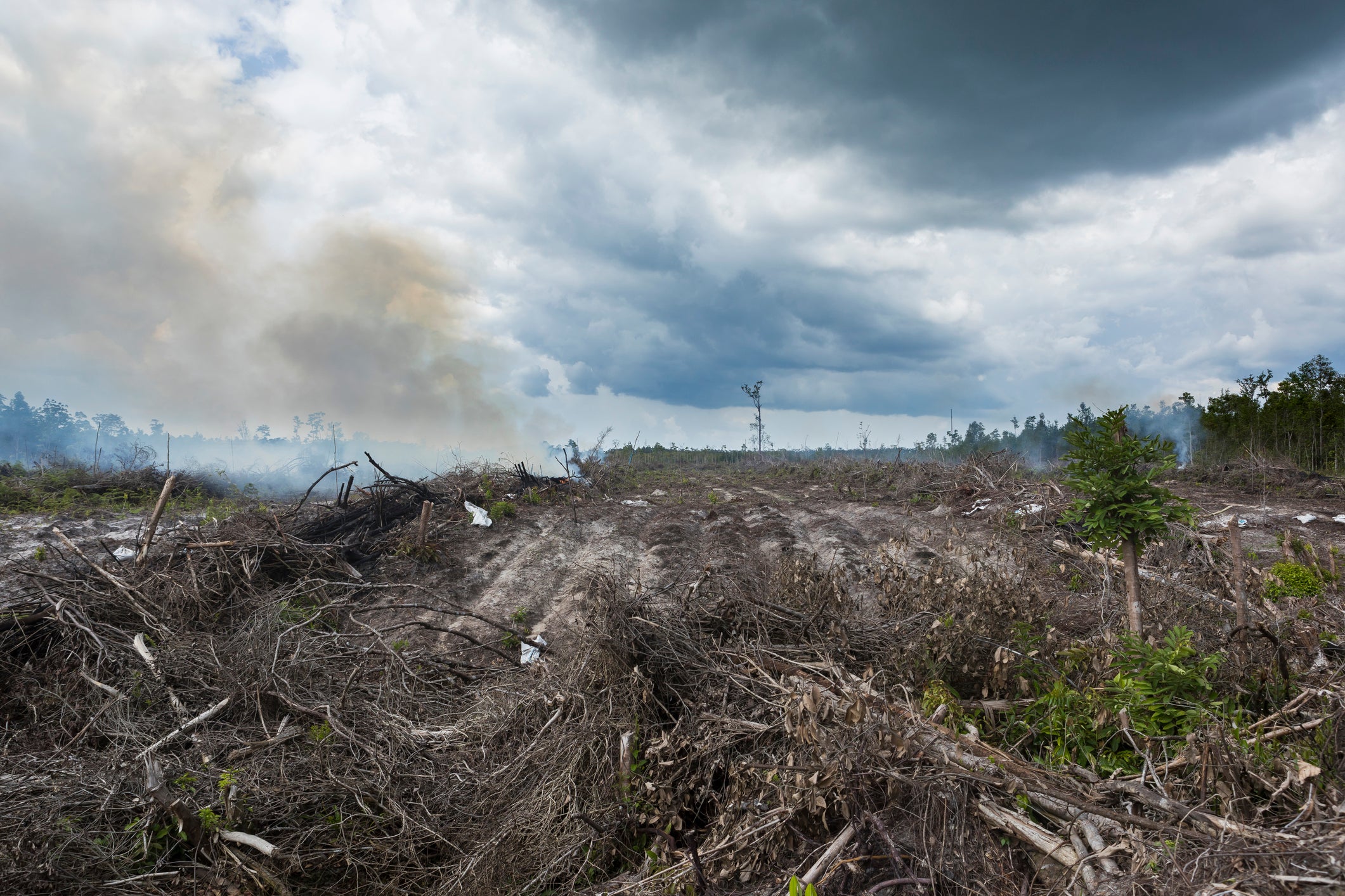 The demand for palm oil is continuing to increase (Stock)