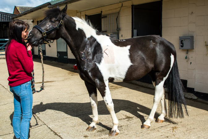 £11,535 was raised to help cover the veterinary bills to treat Domino who was attacked in his paddock