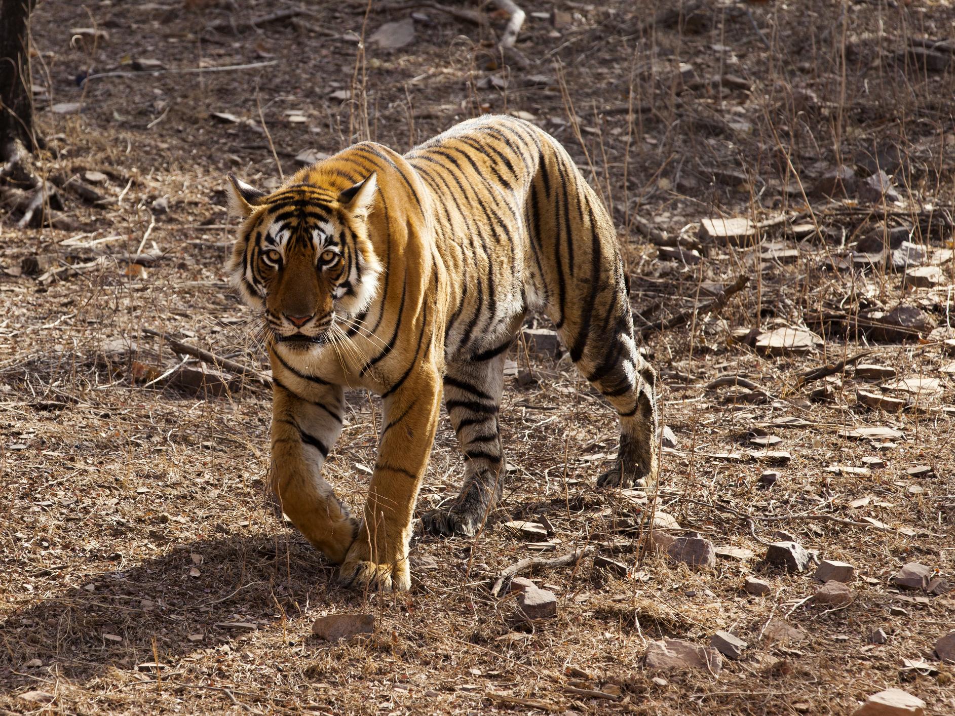 There are only around 4,000 tigers left in the wild