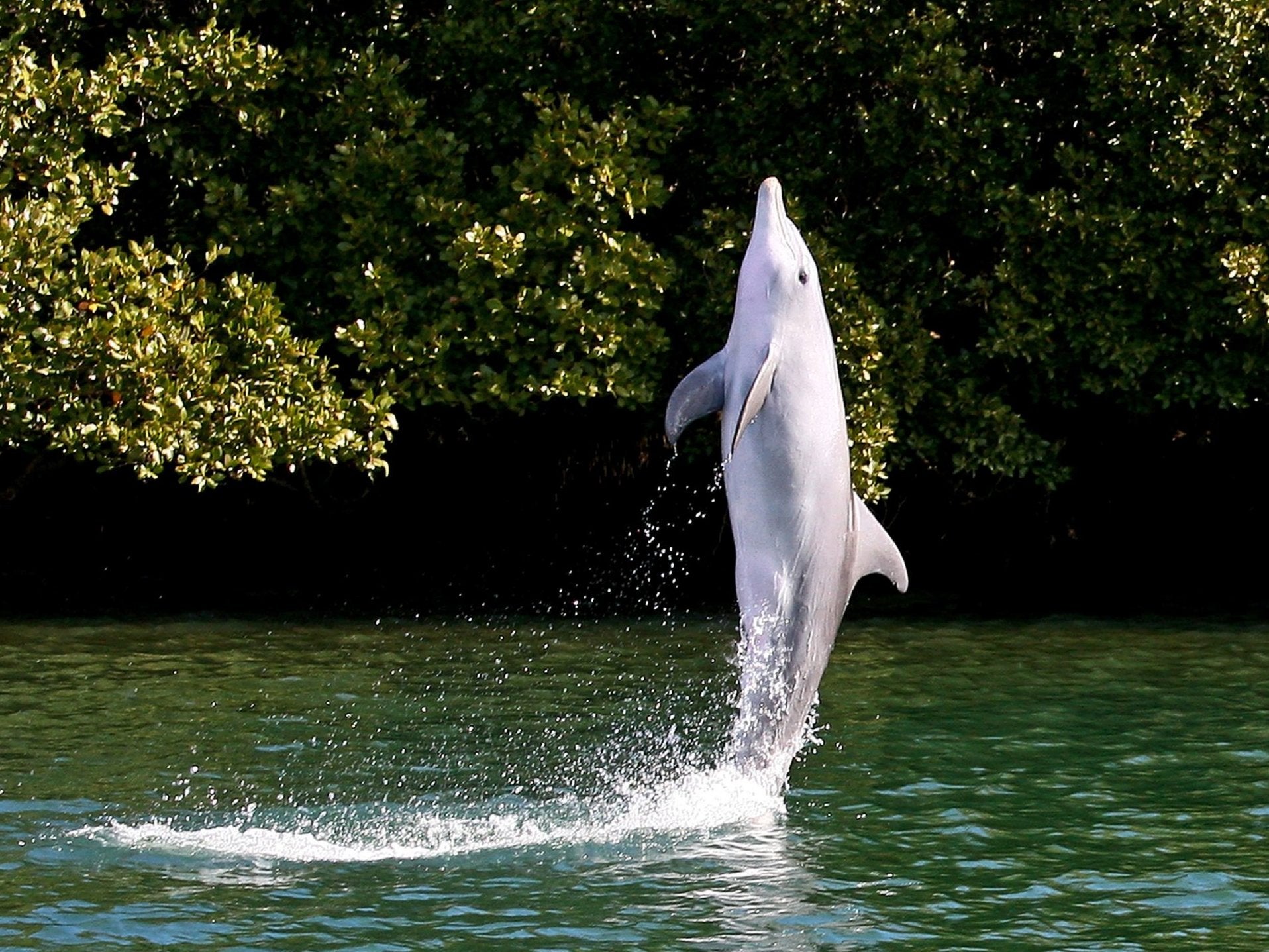 Dolphins in Adelaide, Australia learned tail walking from a dolphin called Billie which had spent time in a dolphinarium after being rescued from a polluted creek in January 1988