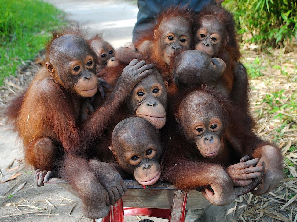 Orangutans at the rescue centre near where a recent wildfire broke out