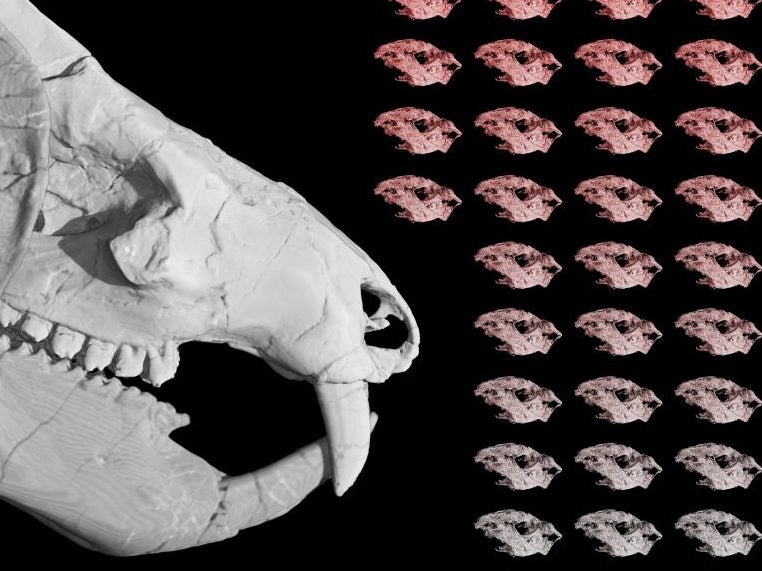 A figure representing the 38 Kayentatherium babies found with an adult specimen. They are the only known fossils of babies from an extinct mammal relative that lived during the early Jurassic period