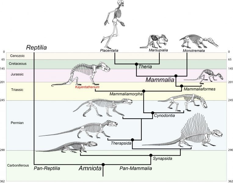 Kayentatherium was a forerunner to modern mammals