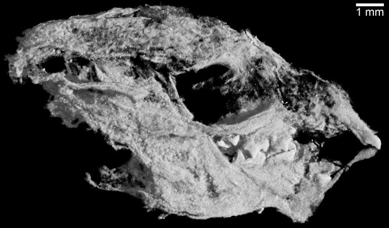 The skull of a baby Kayentatherium. It is about 1 centimetre long