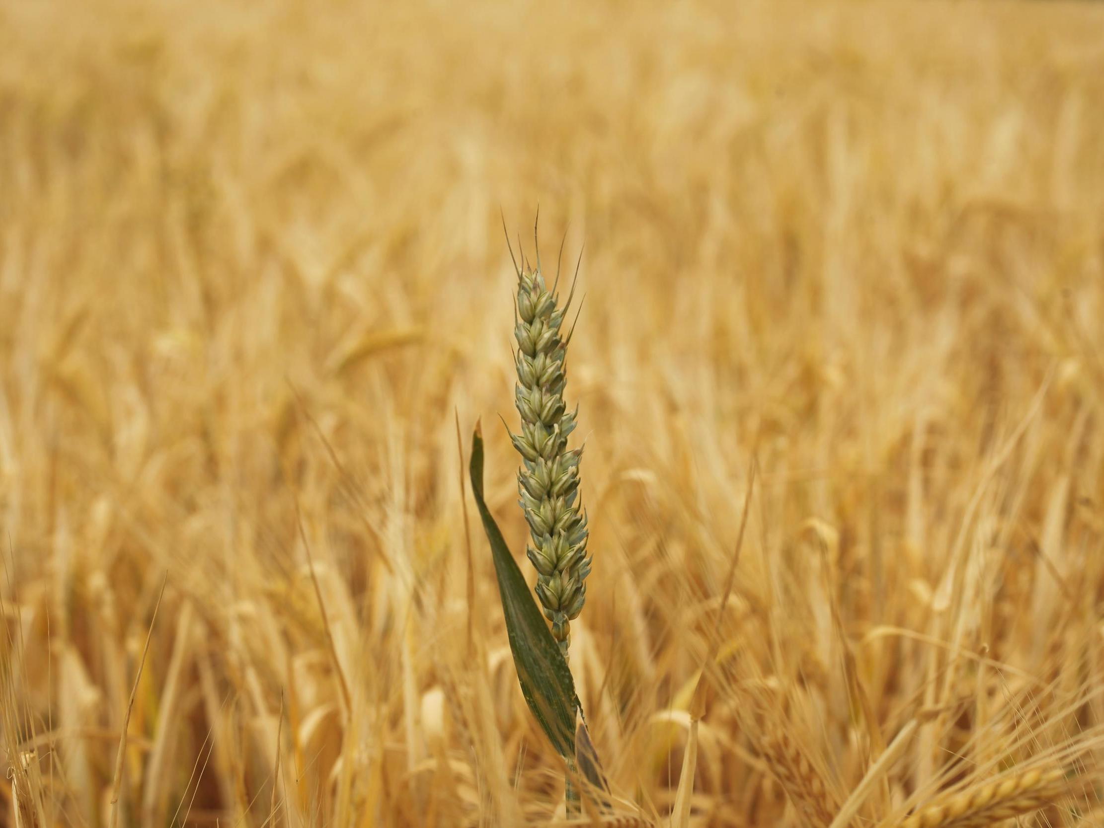 New UK aid funding will be invested in research to develop “biofortified” crops such as sweet potato and wheat (pictured)