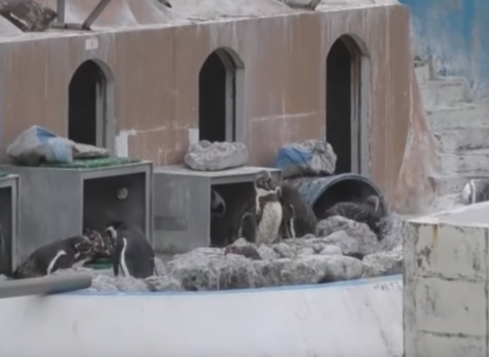 Penguins appear to be living among rubble at derelict aquarium