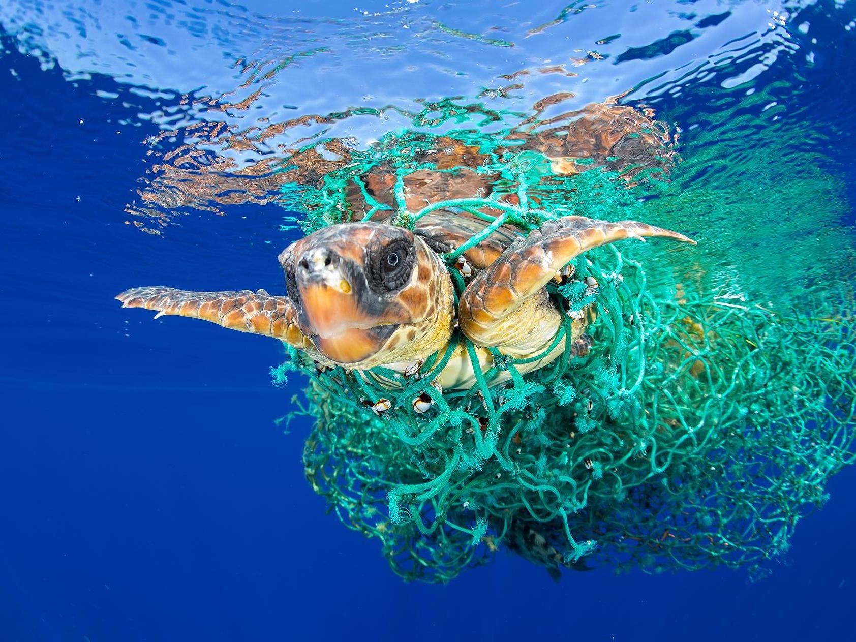 Bycatch mortalities include dolphins, marine turtles, juvenile fish, sharks and seabirds