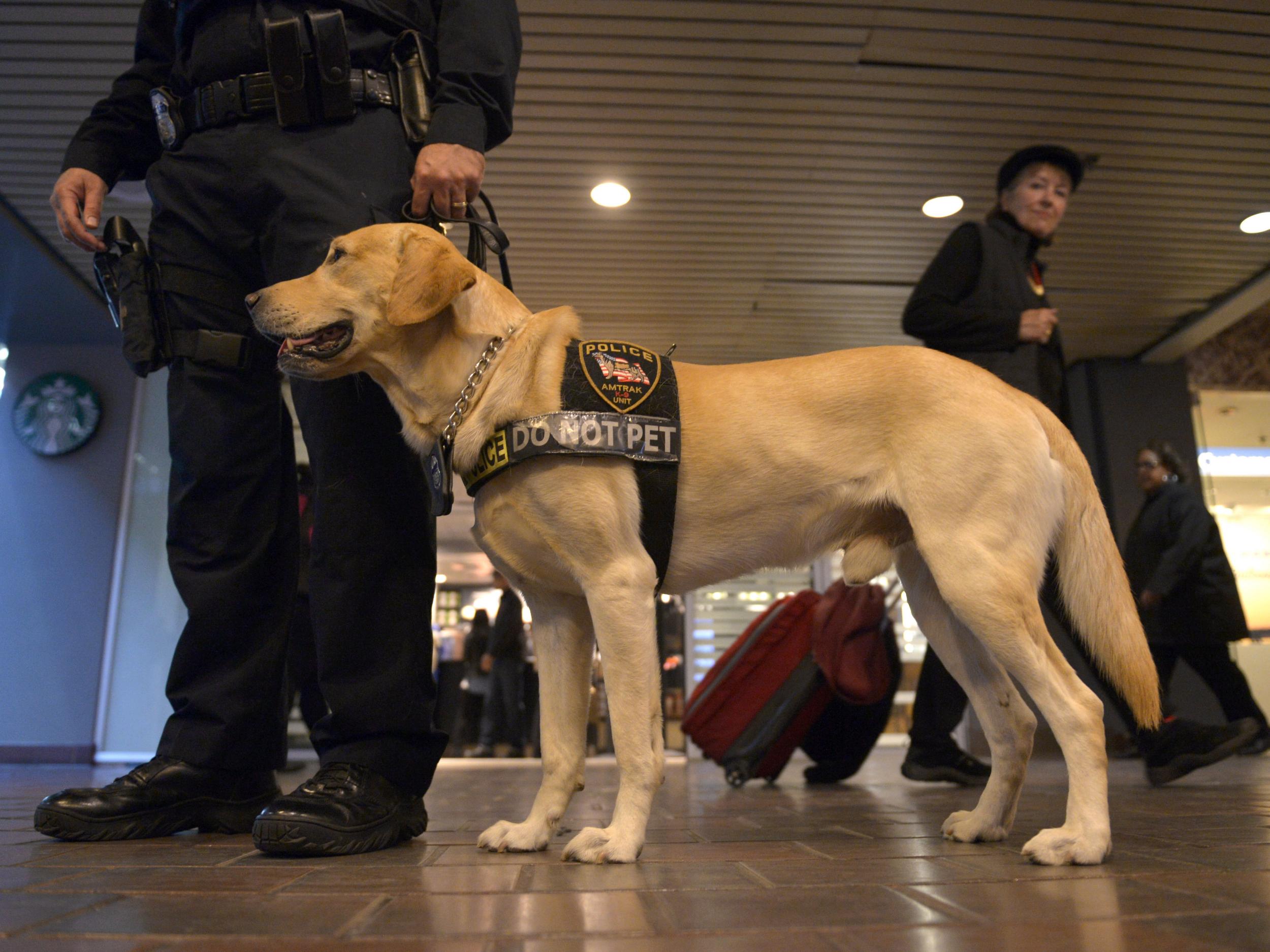 The USA's Transportation Security Administration has an adoption program for its drug-sniffing dogs that do not make it to graduation