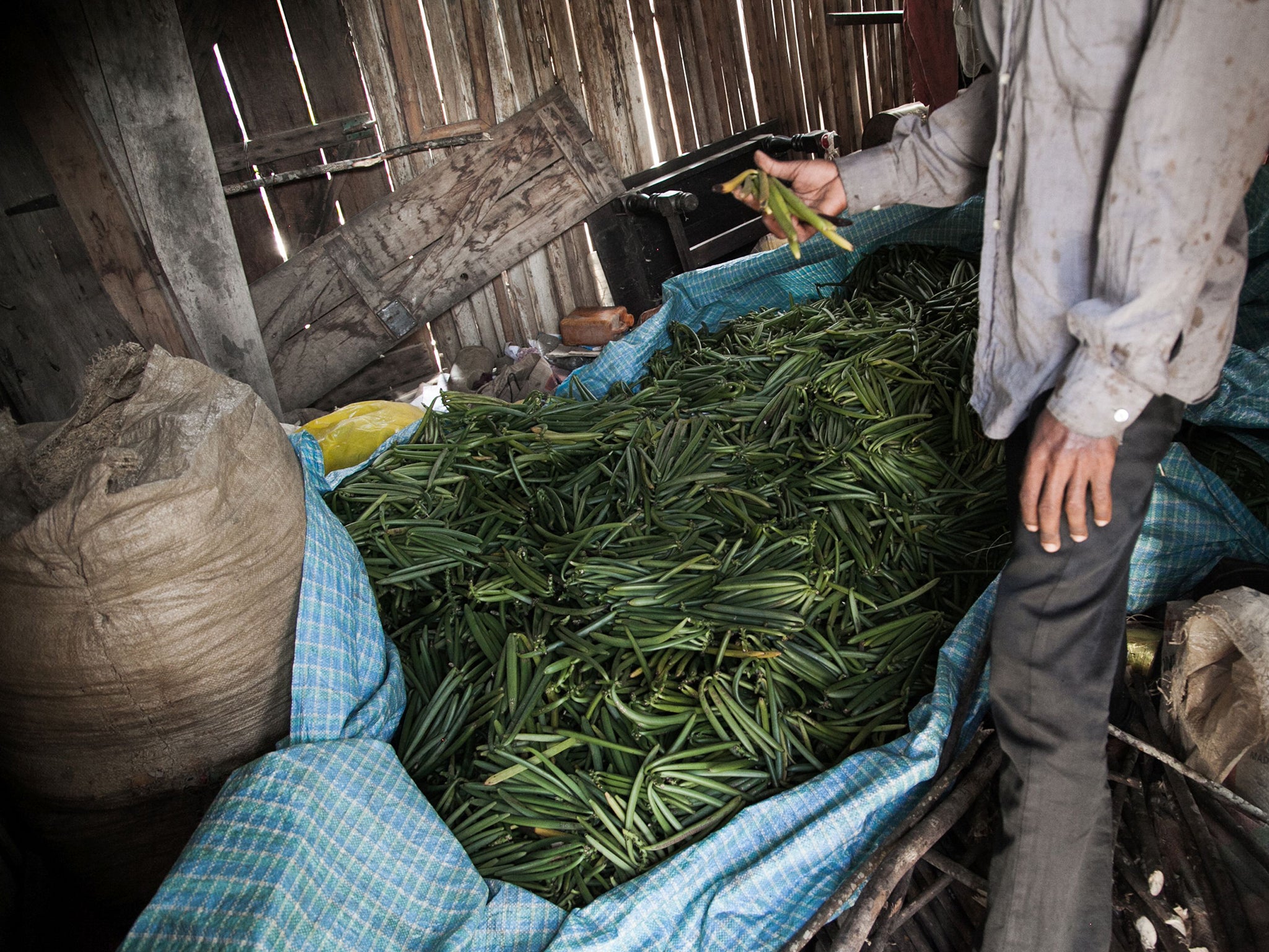 The aroma, texture, and bean size (bigger is better) are examined and a price negotiated