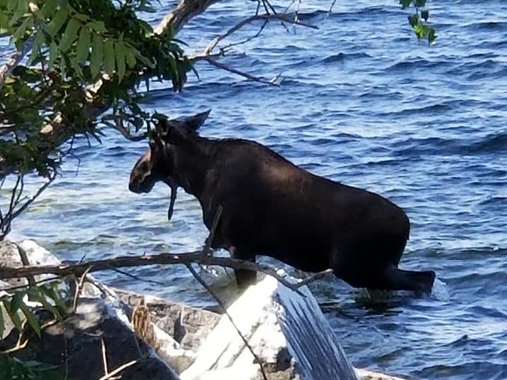 The moose crossed a large part of Lake Champlain which divides New York from Vermont