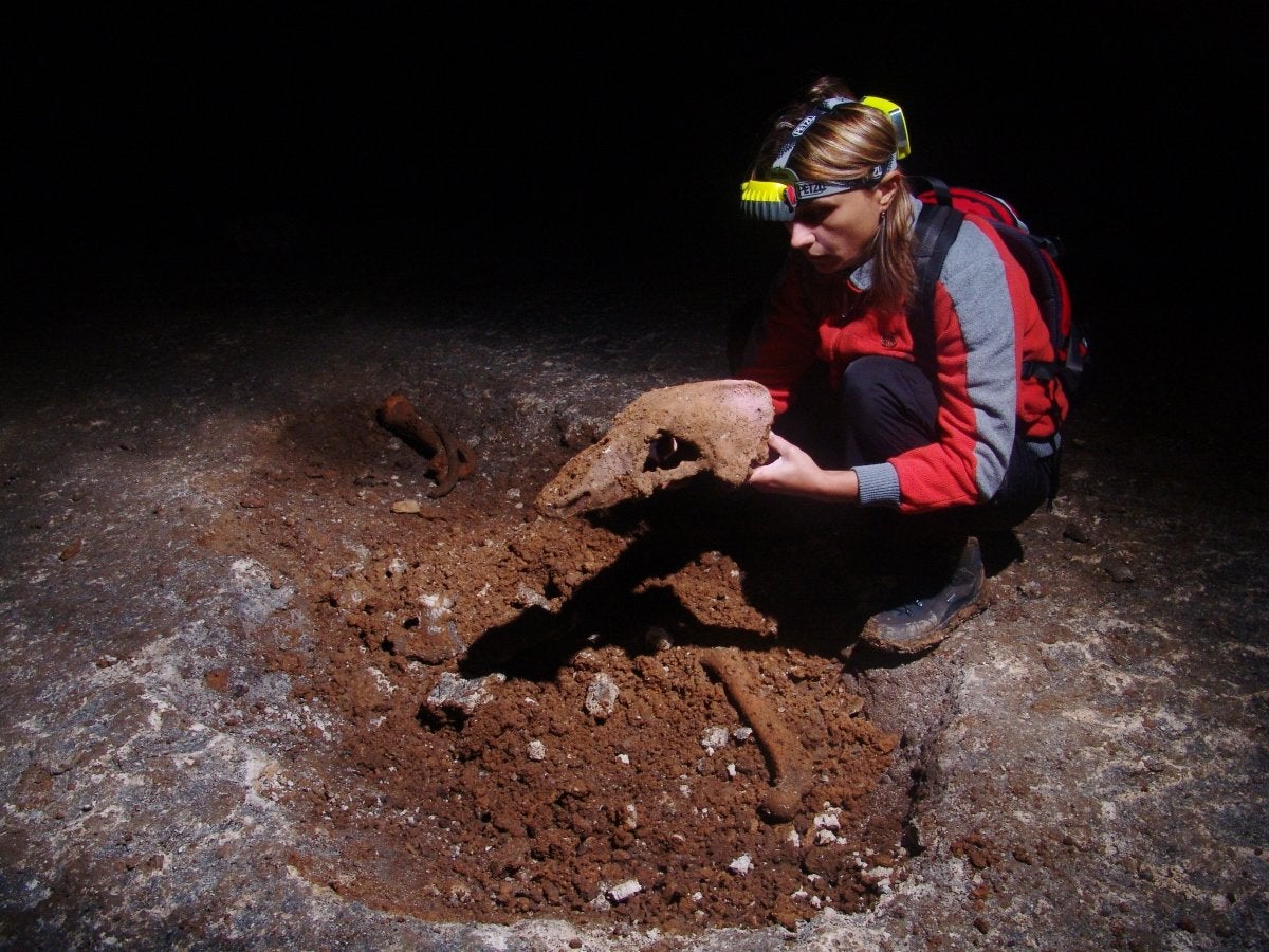 &#13;
Cave bears contribtute from 1 to 2.4 per cent of the genome of brown bears &#13;