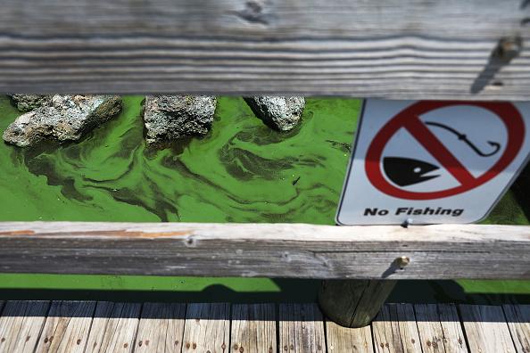 Green algae is seen in the St. Lucie River near Phipps Park on 13 July 2018 in Stuart, Florida