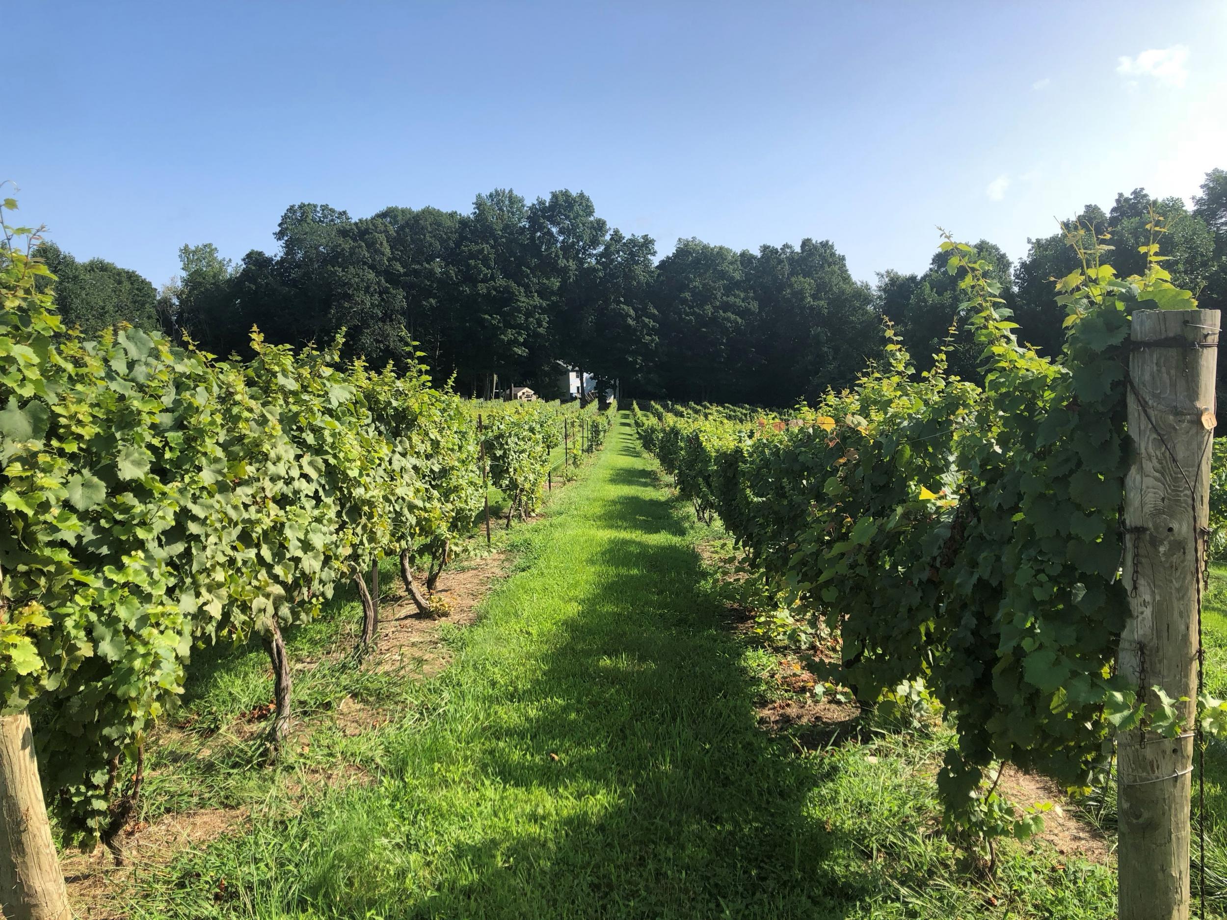 Chamard was one of Connecticut’s first vineyards (Joel Porter)