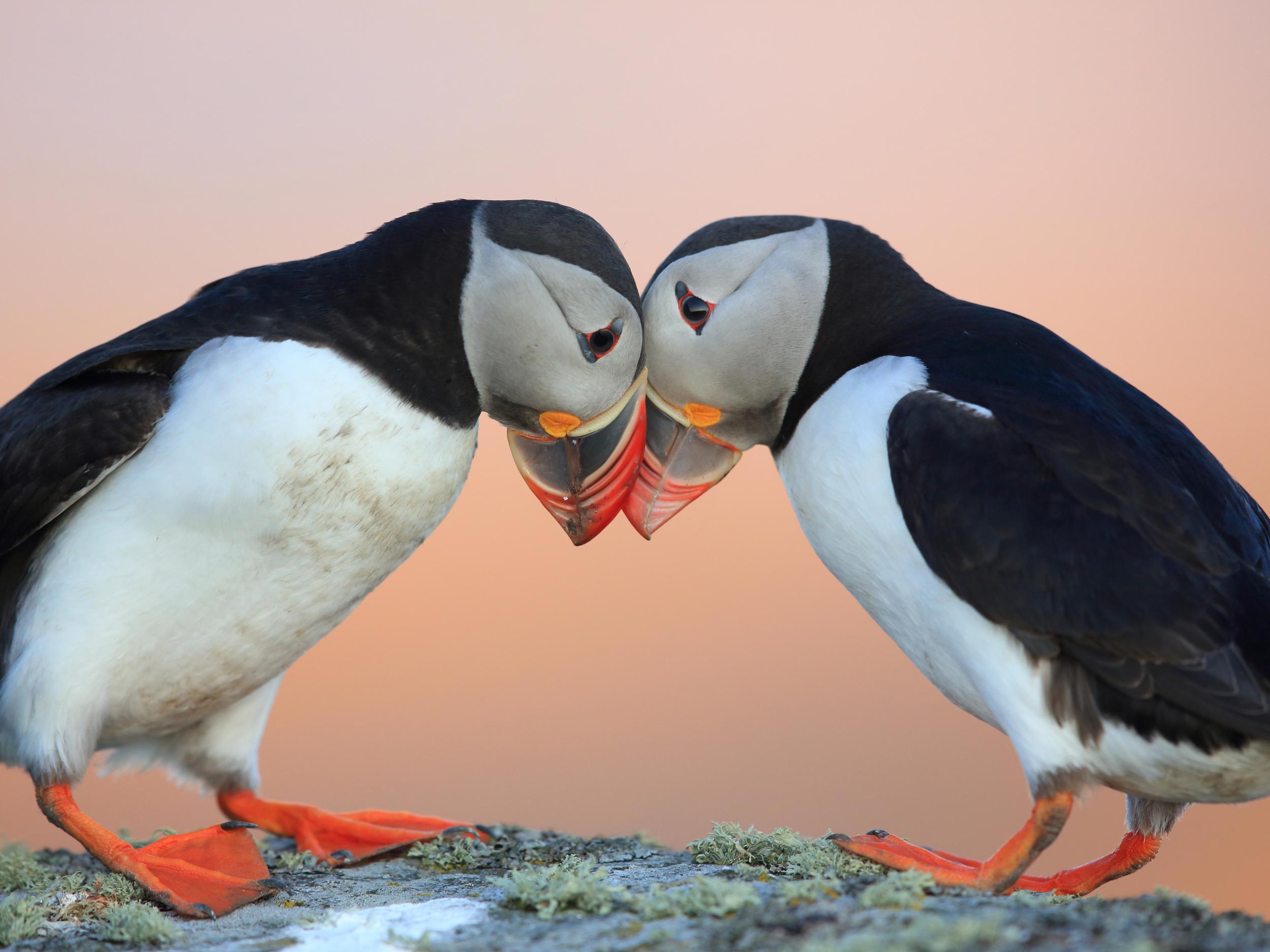 The puffin is the most common bird in Iceland, but numbers are decreasing