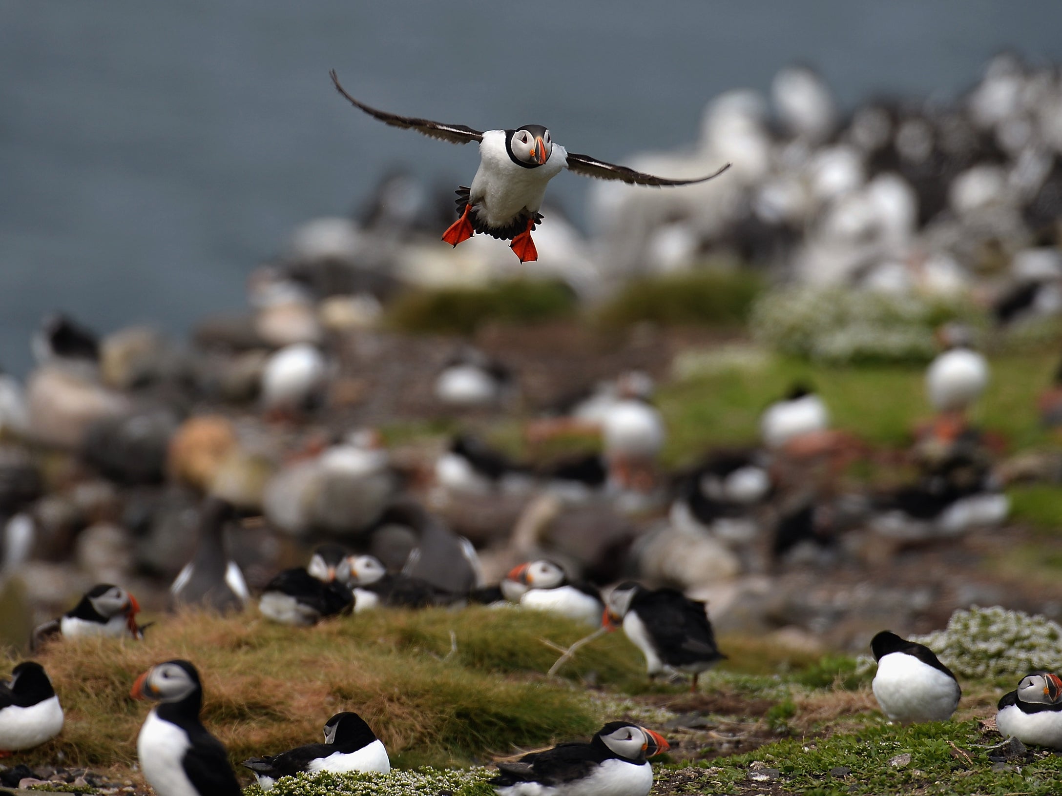 Even a slight rise in temperature is detrimental to the survival of sand eels, and consequently puffins