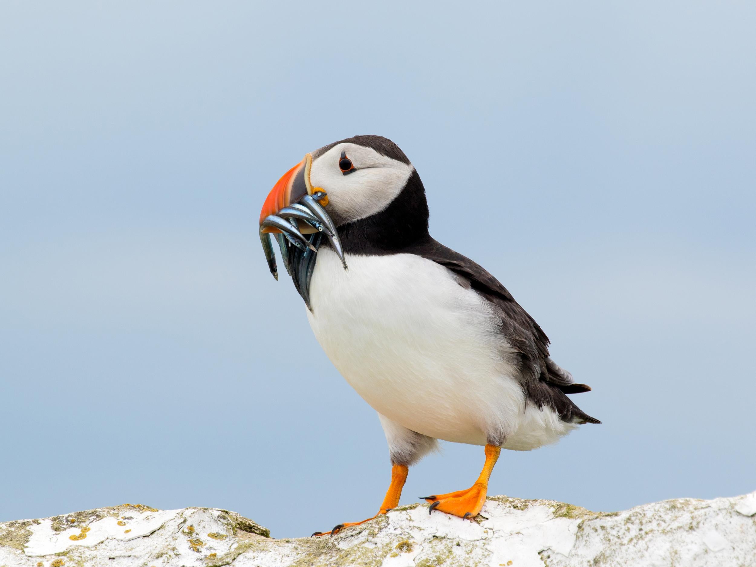 Puffins have suffered because of the decline of their favourite food, silvery sand eels