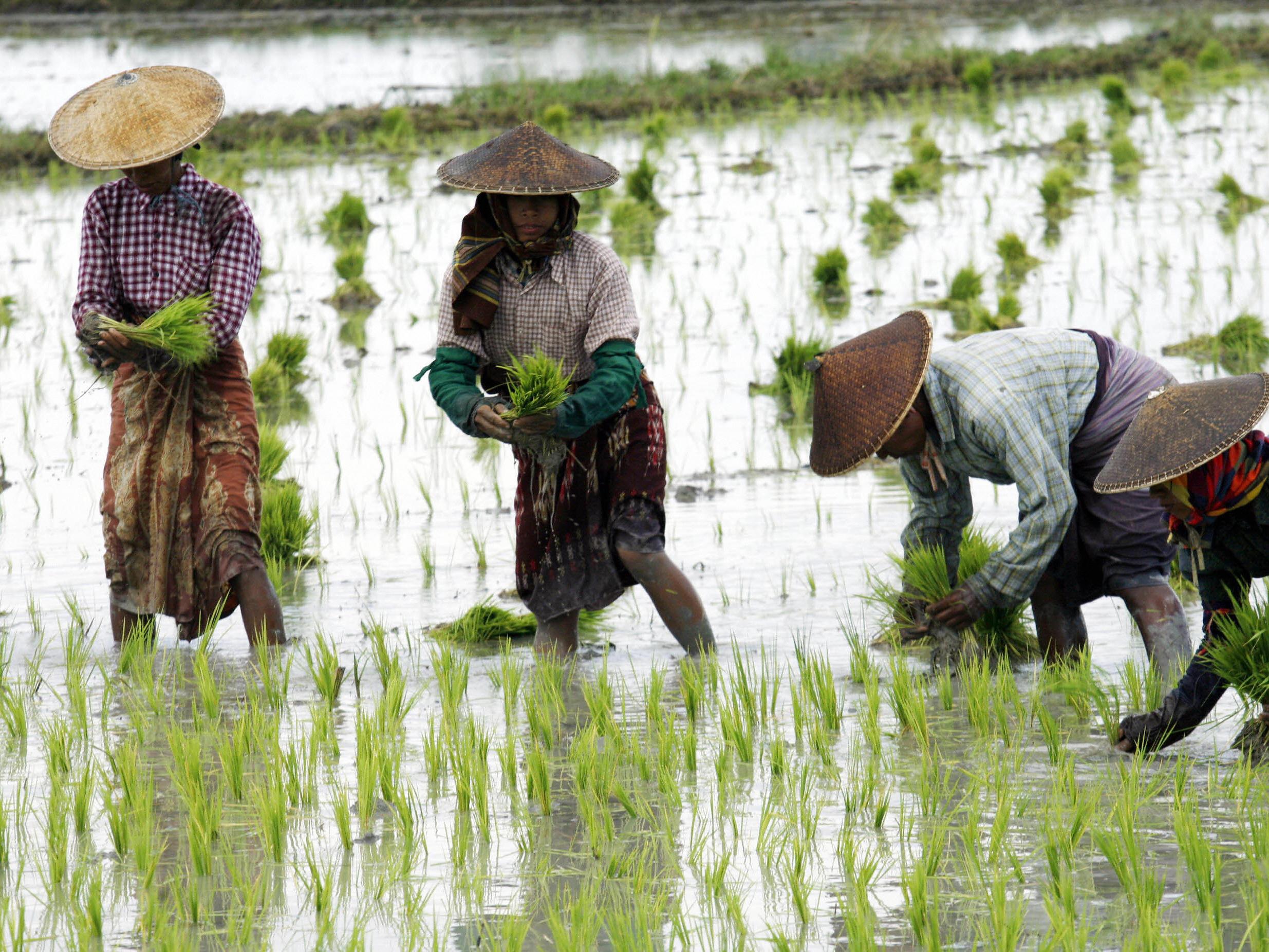 Rice is a vital crop that provides people with more calories in total than any other food