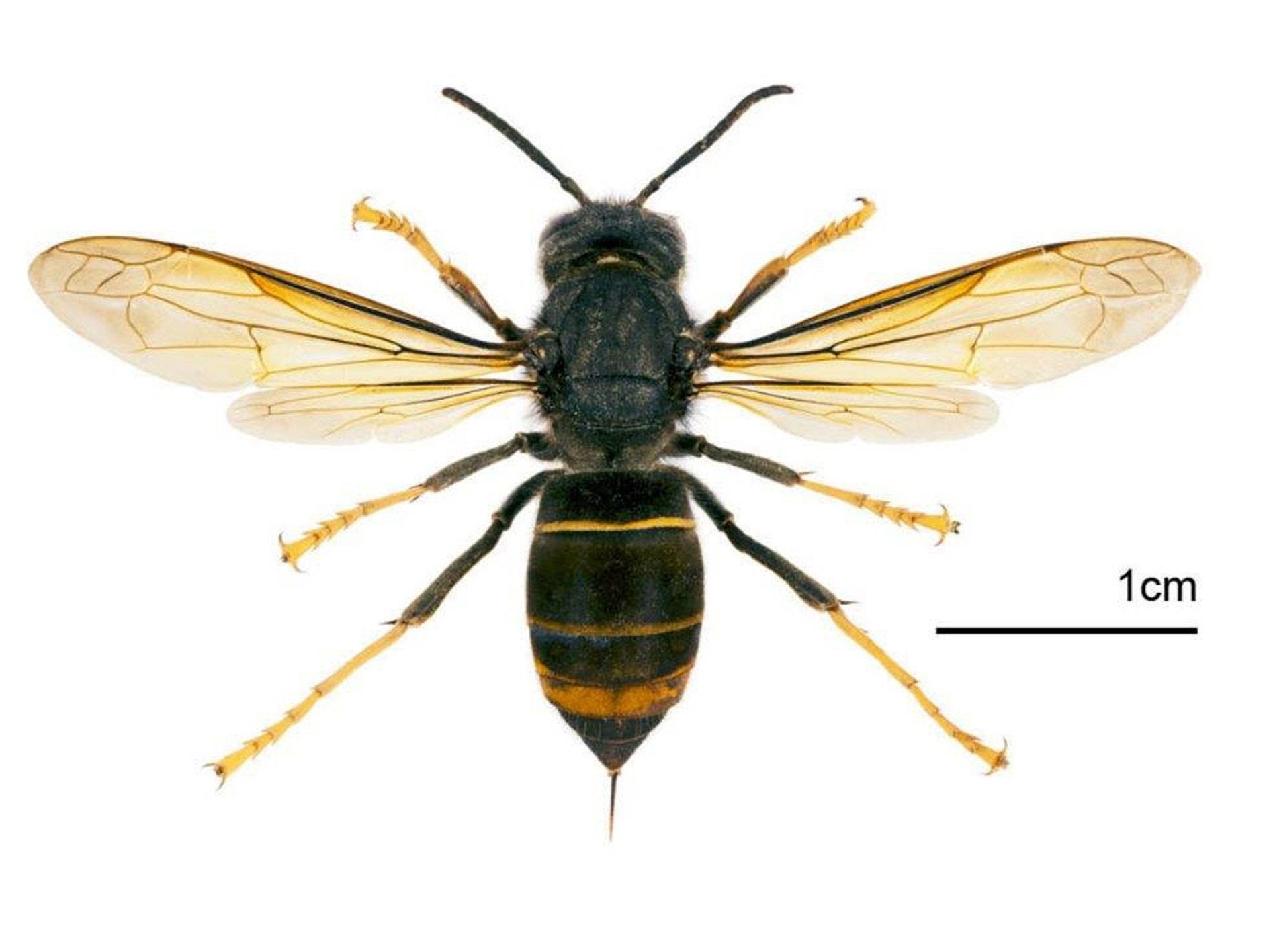 In 2016 the first UK sighting was confirmed in Gloucestershire