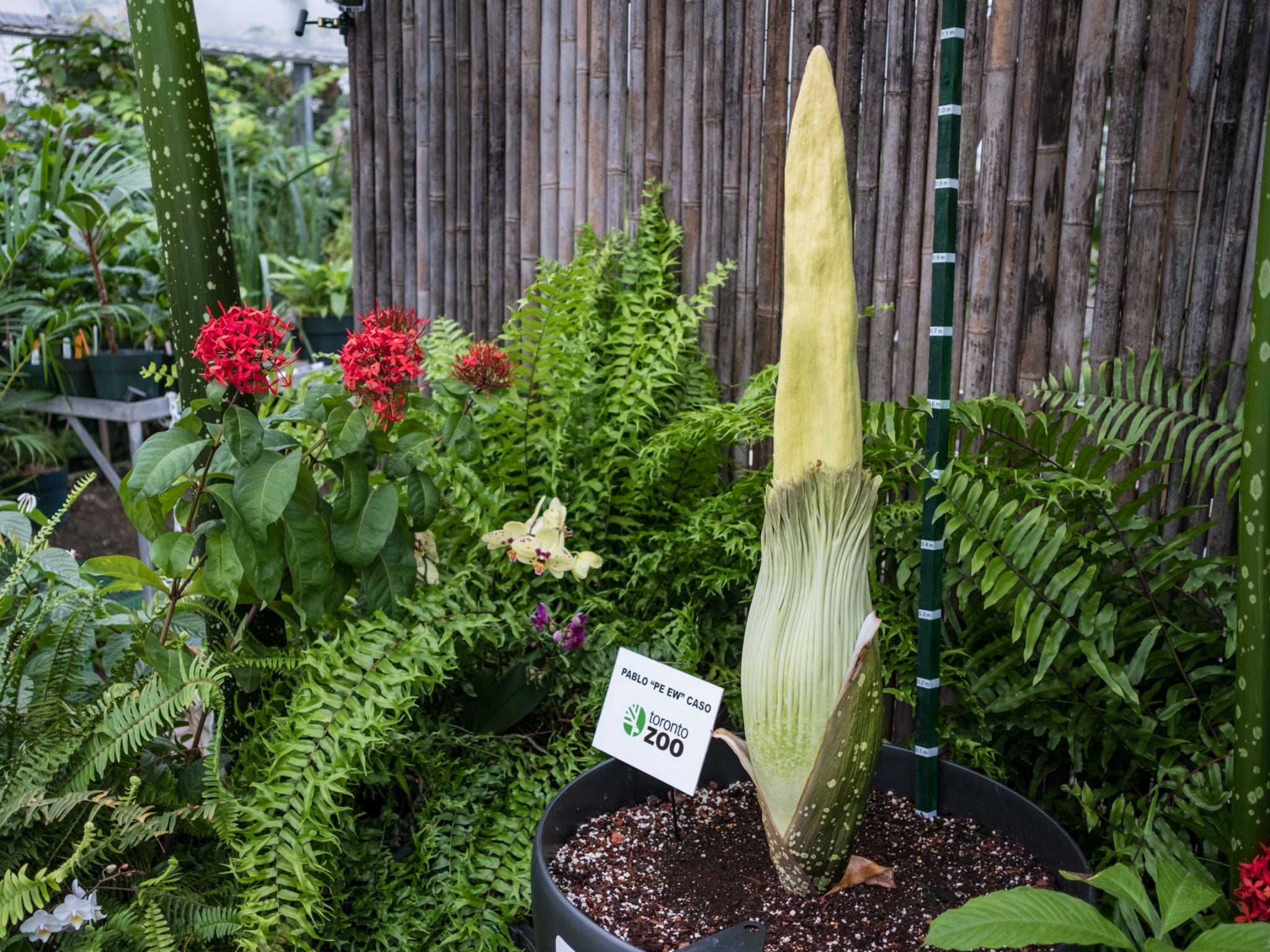 Corpse Flower